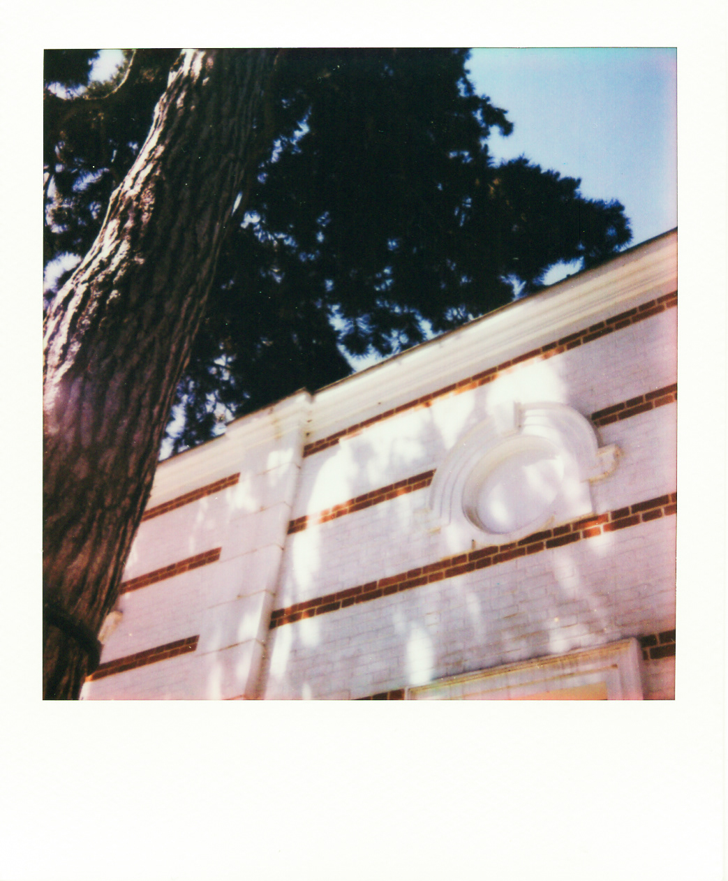Série "Persistance", Jardin d'agronomie tropicale René Dumont, 2026 (Polaroid)