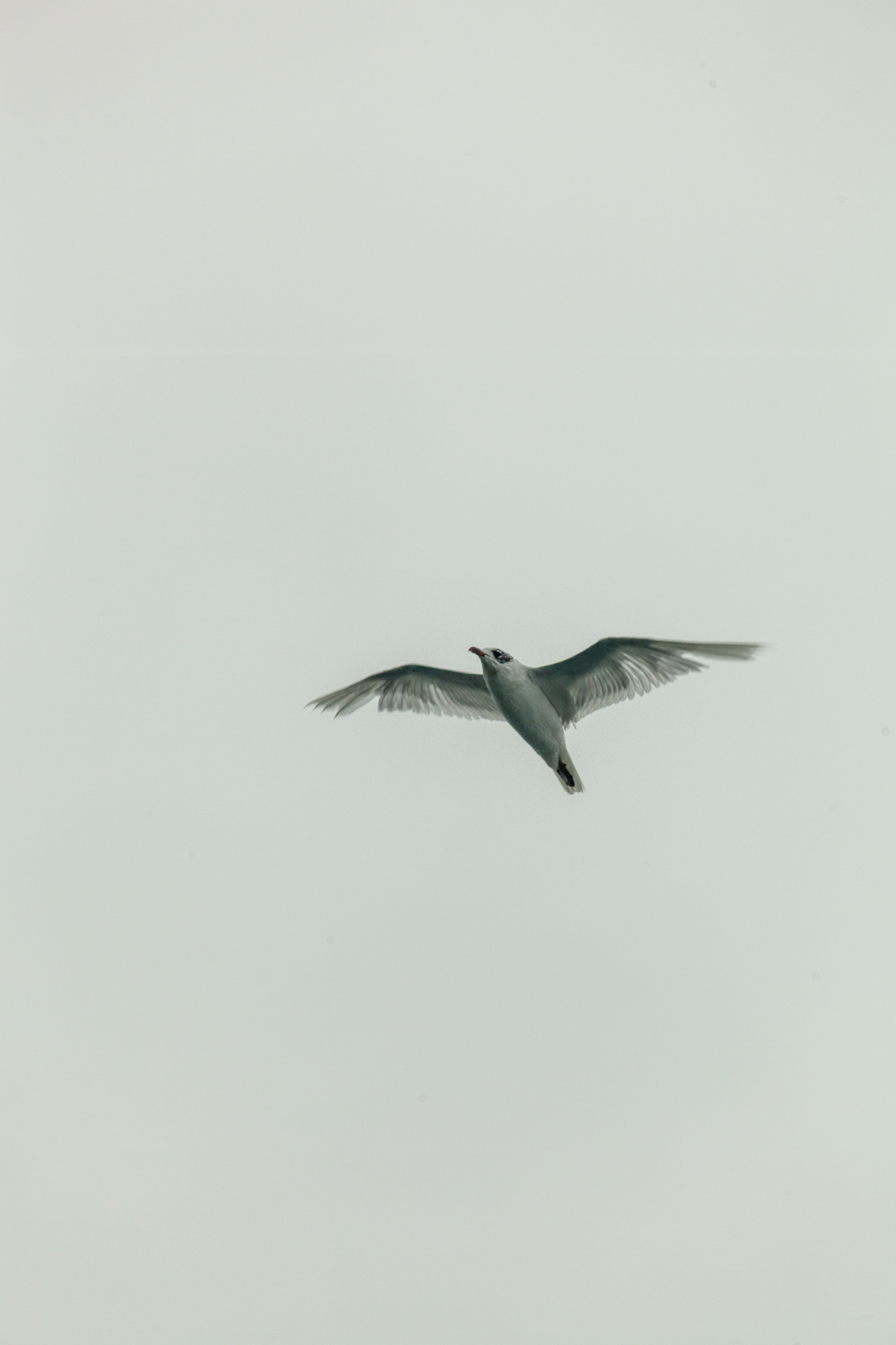 Mouette rieuse (Chroicocephalus ridibundus), 8000, Faro, Algarve, Portugal, 2024 (Numérique)