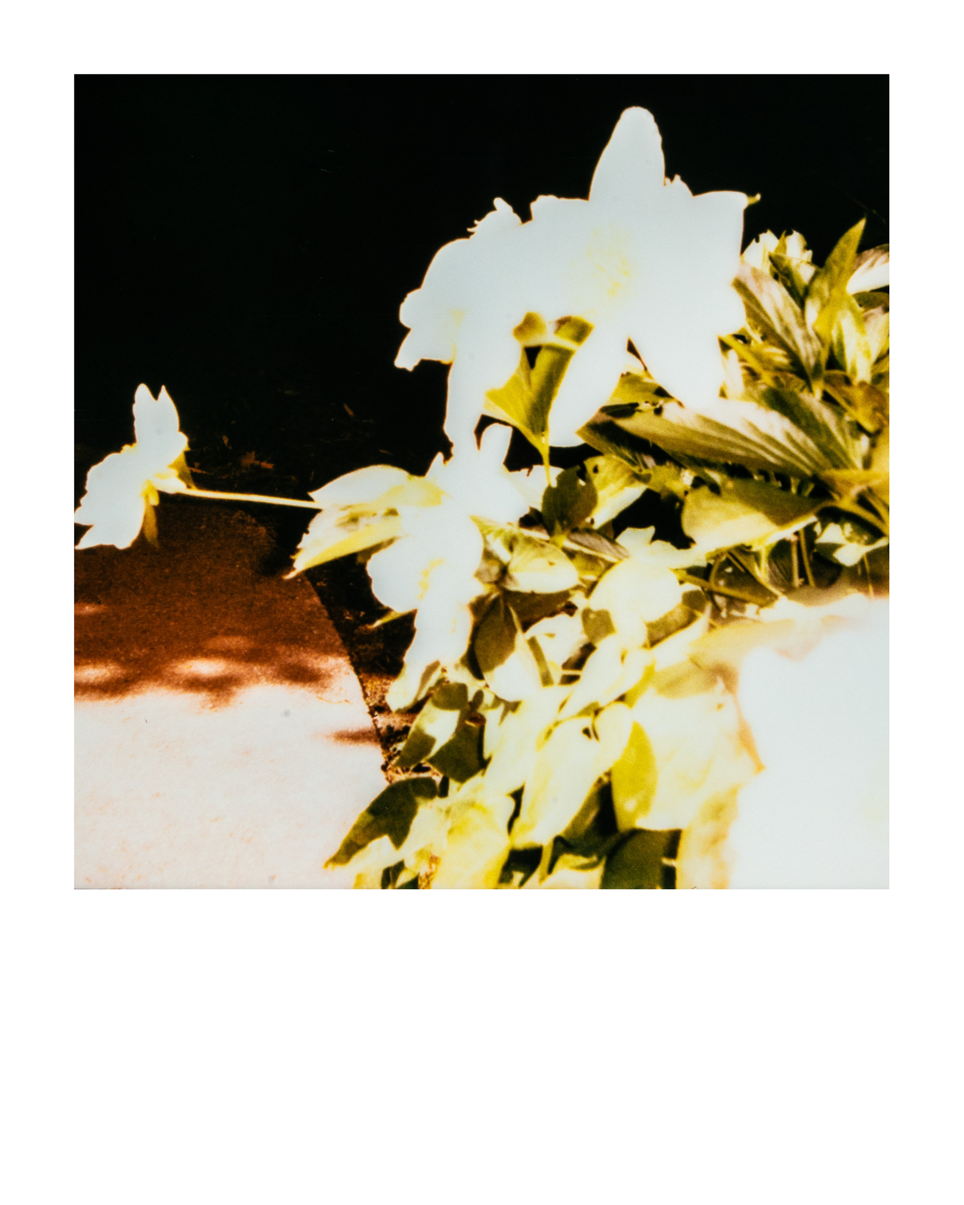 Série "Parcs", Musée départemental Albert-Kahn, 2026 (Polaroid)