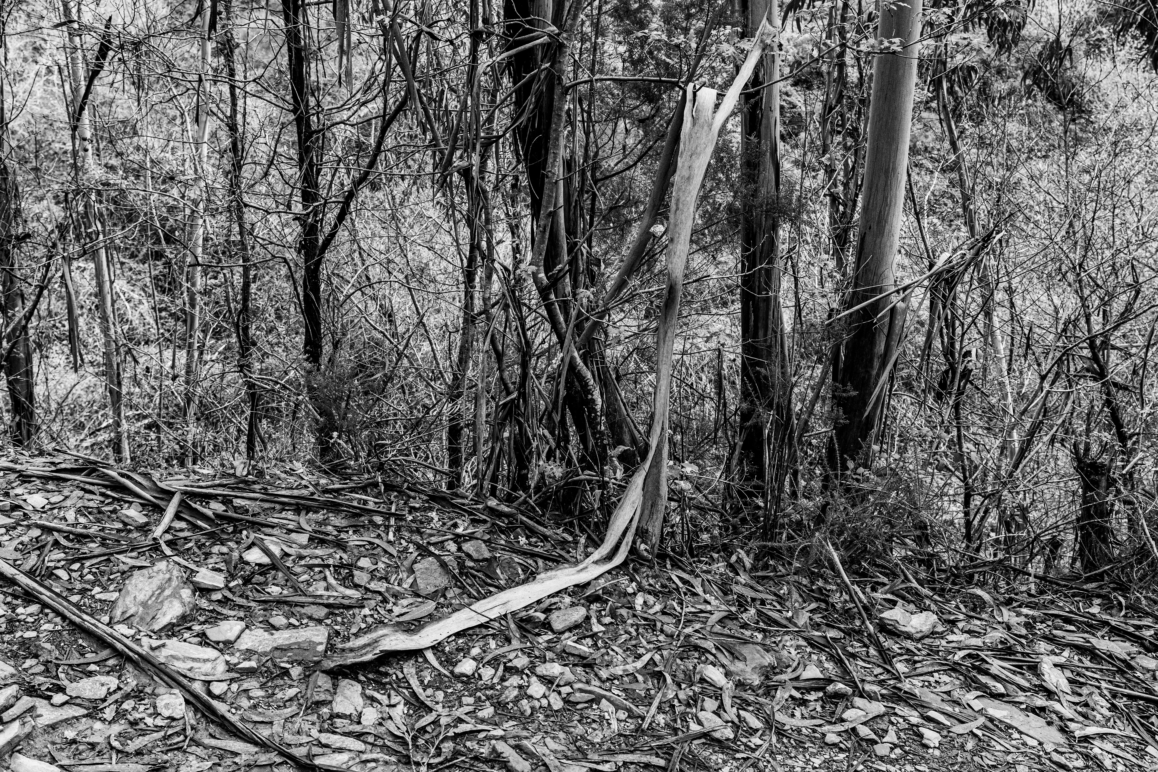 Valongo, Nord, Portugal, 2025