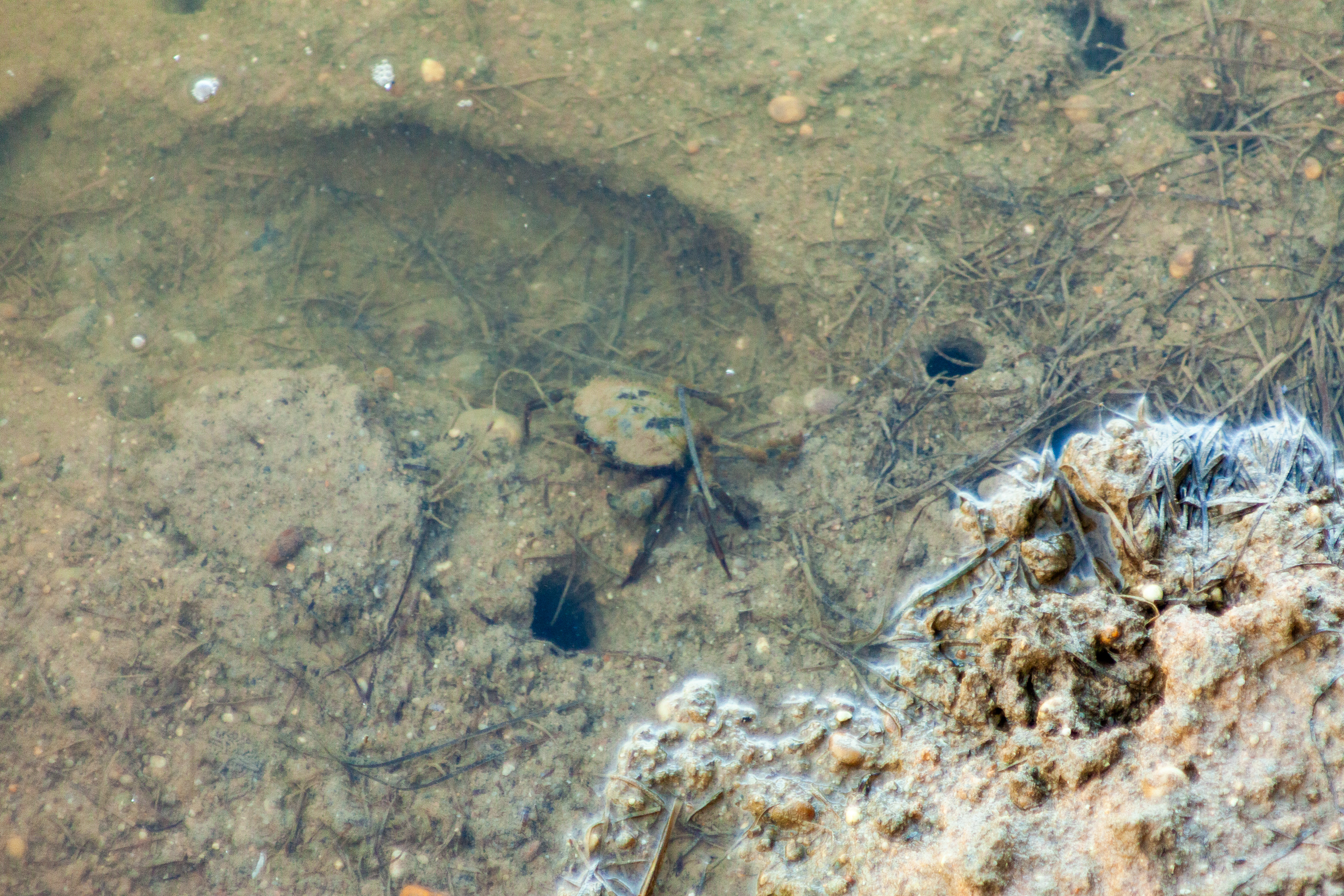 Crabe violonniste (Leptuca pugilator), 8000, Faro, Algarve, Portugal, 2024 (Numérique)