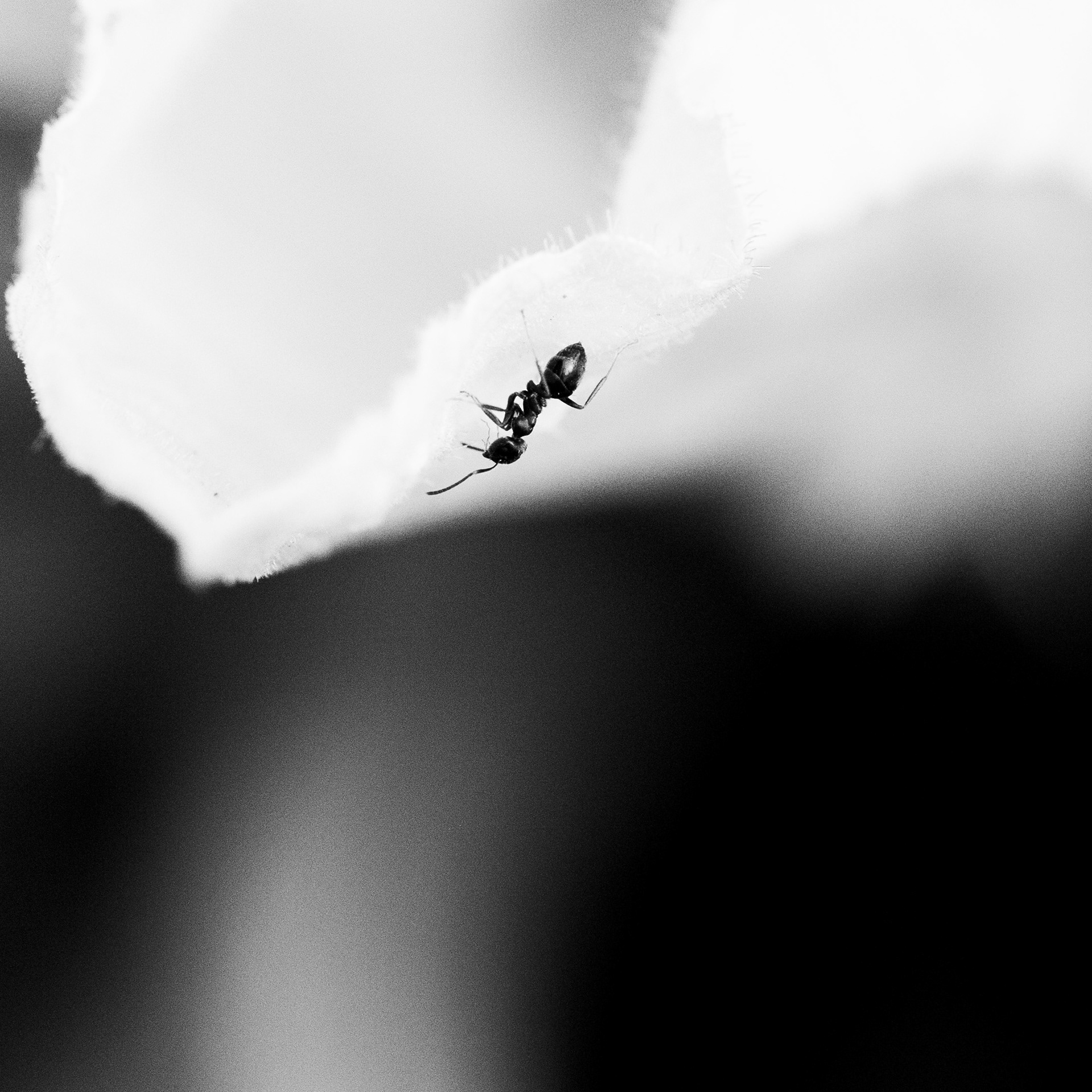 Fourmi / Formicidae, Série "Animals", 2023 (Numérique)