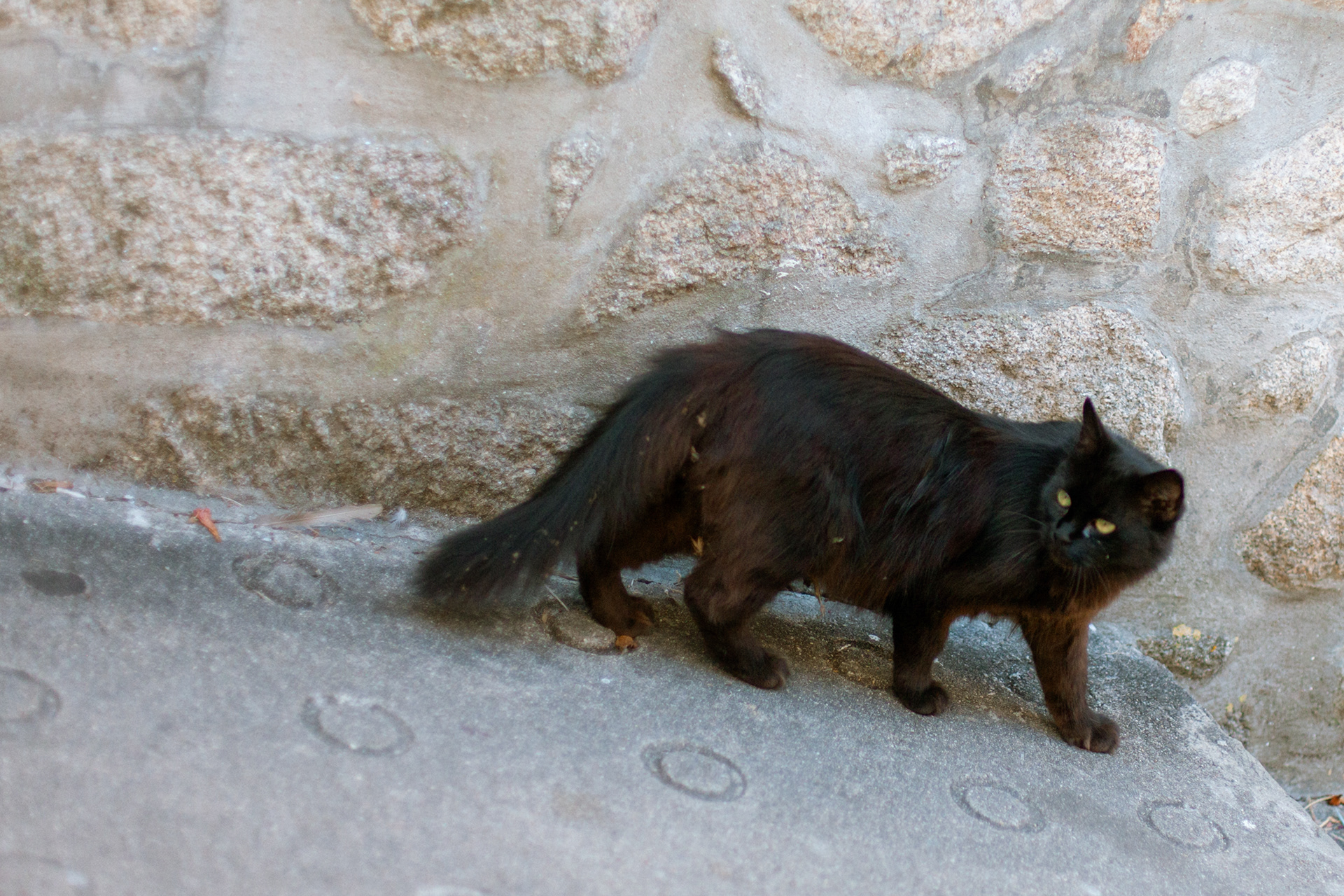Chat (Felis Catus), 4000, Porto, Nord, Portugal, 2024 (Numérique)