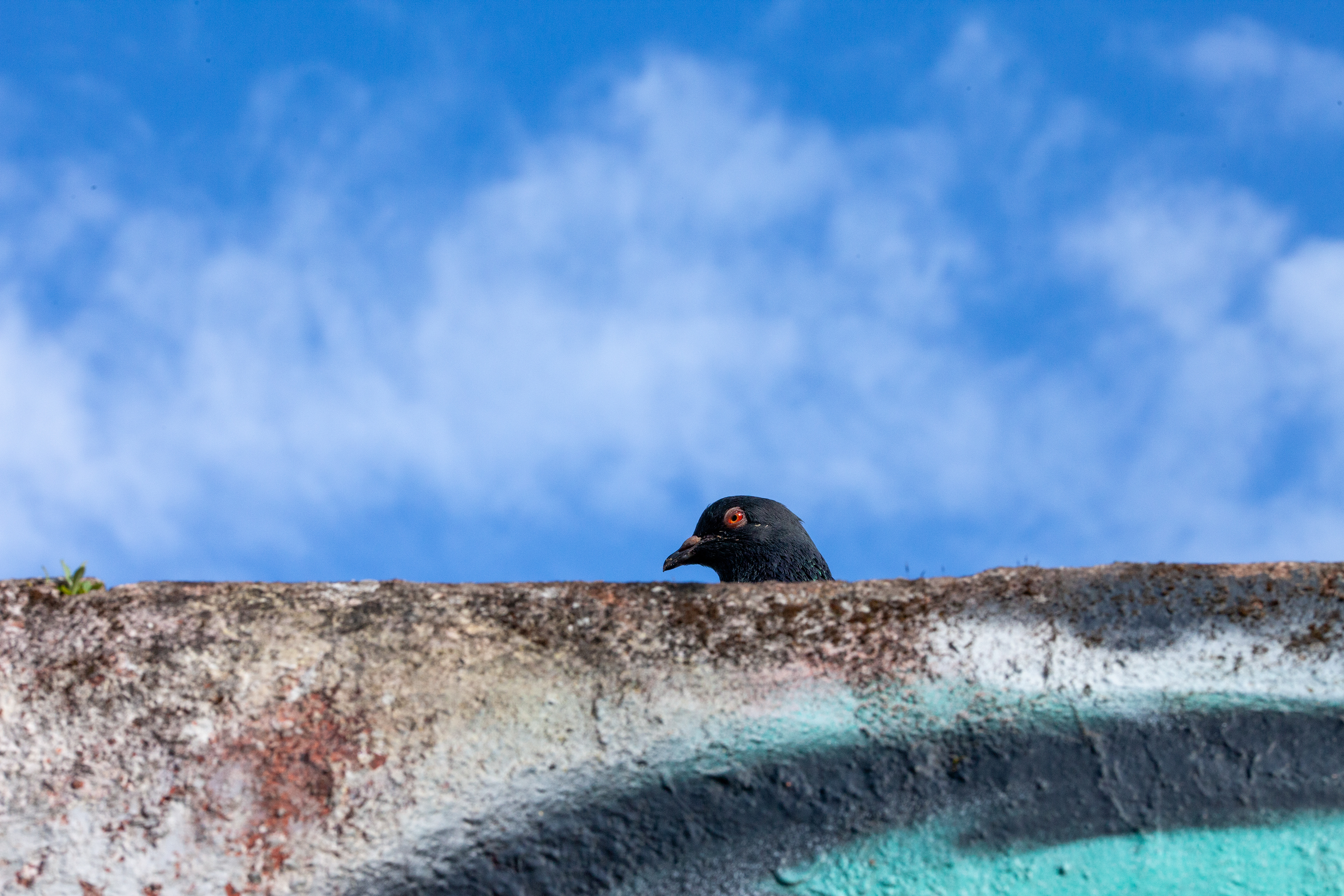 Pigeon (Columba), 1000, Lisbonne, Grand Lisbonne, Paris, 2024 (Numérique)
