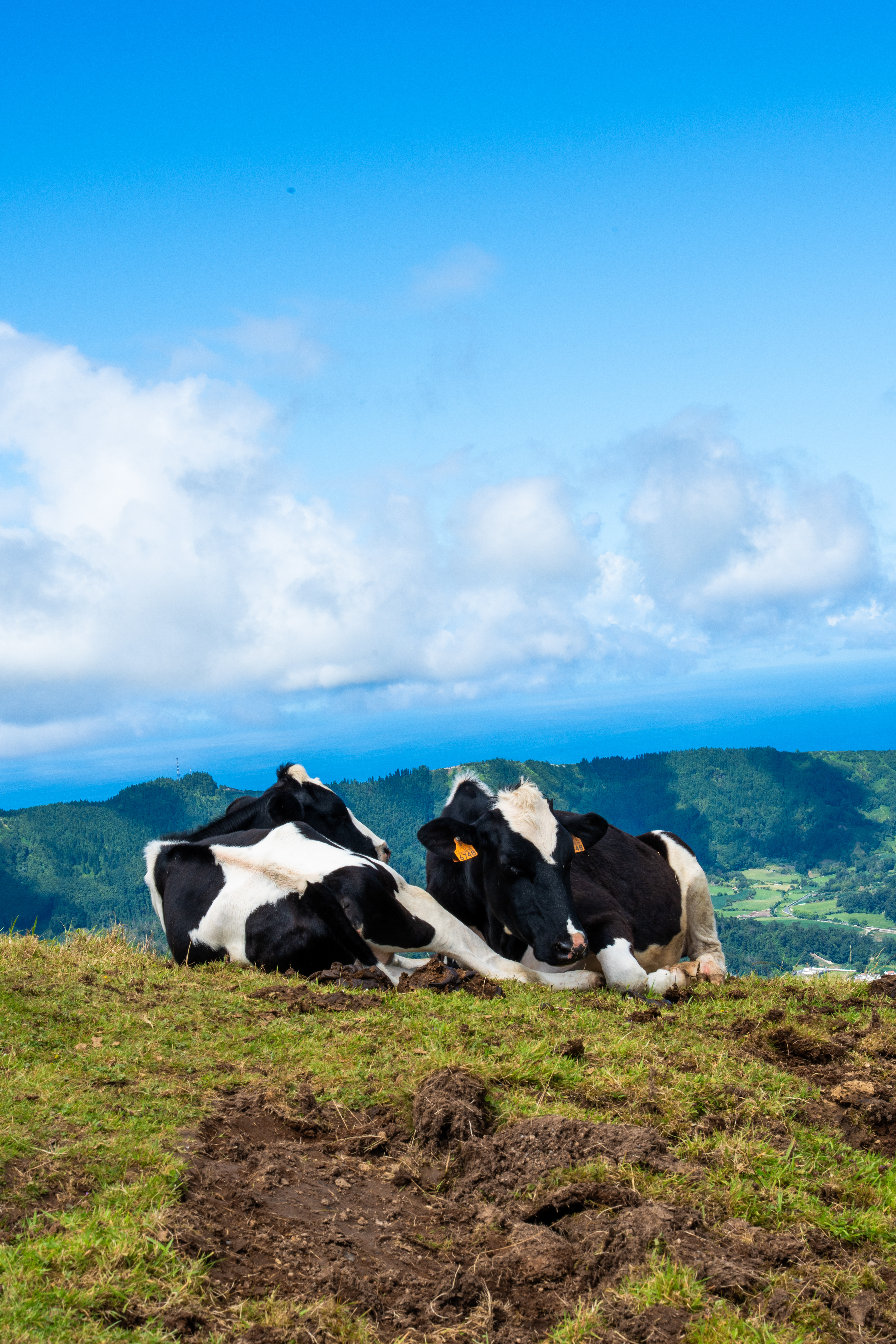 Vaches (Bos), Sete Citades, 9500, São Miguel, Azores, Portugal, 2025 (Numérique)