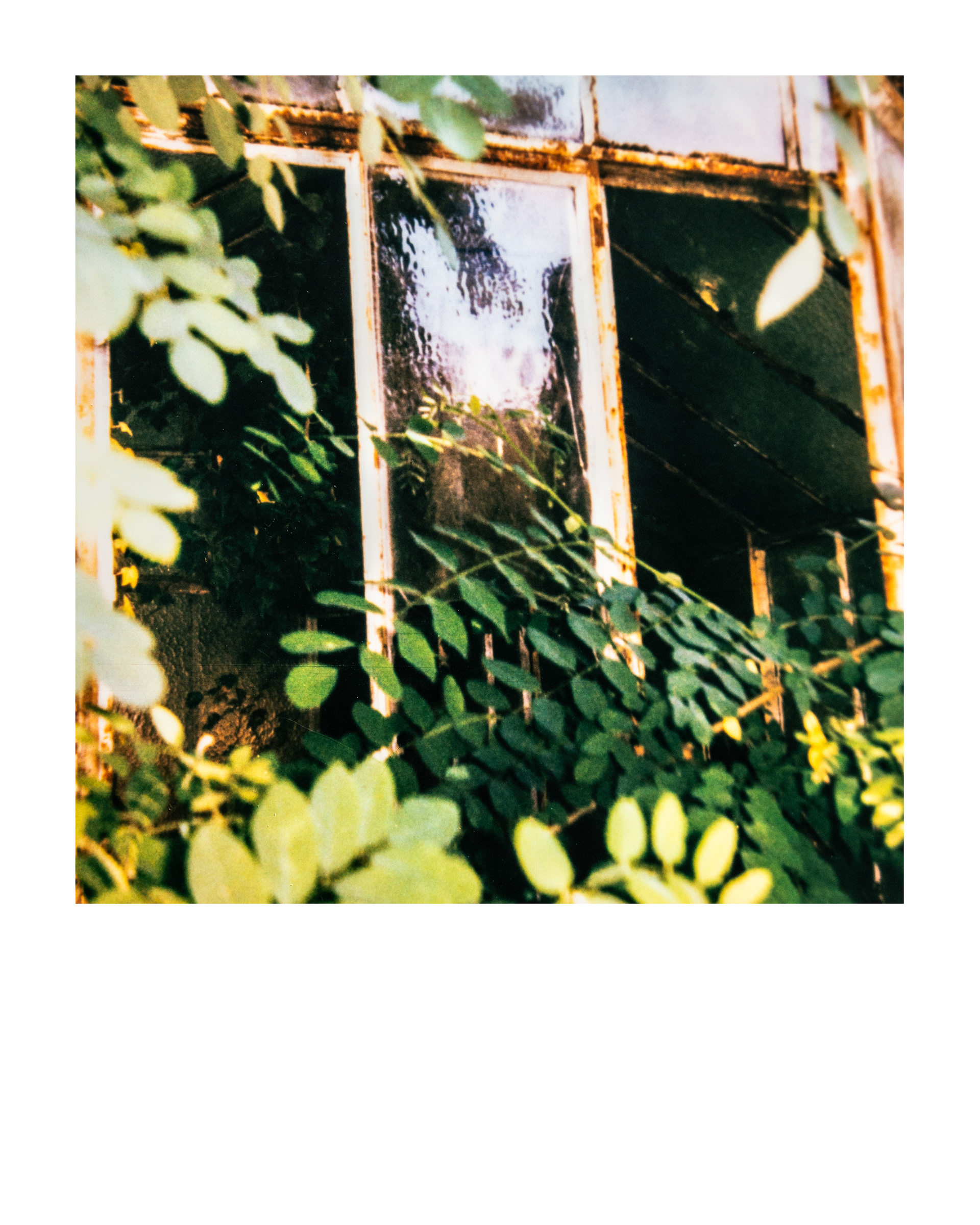 Série "Serres froides", 2026 (Polaroid)