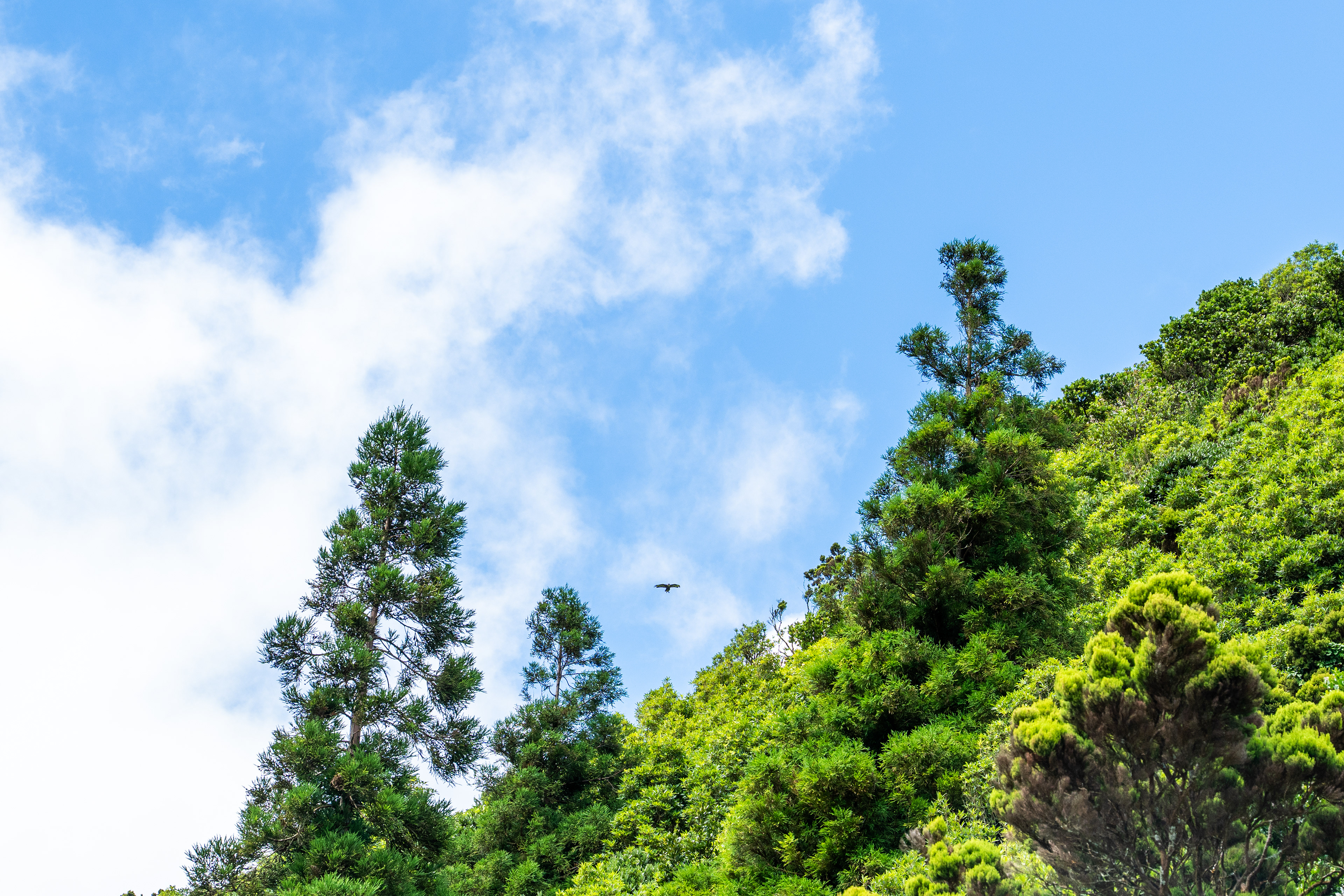 São Miguel, Azores, Portugal, 2025