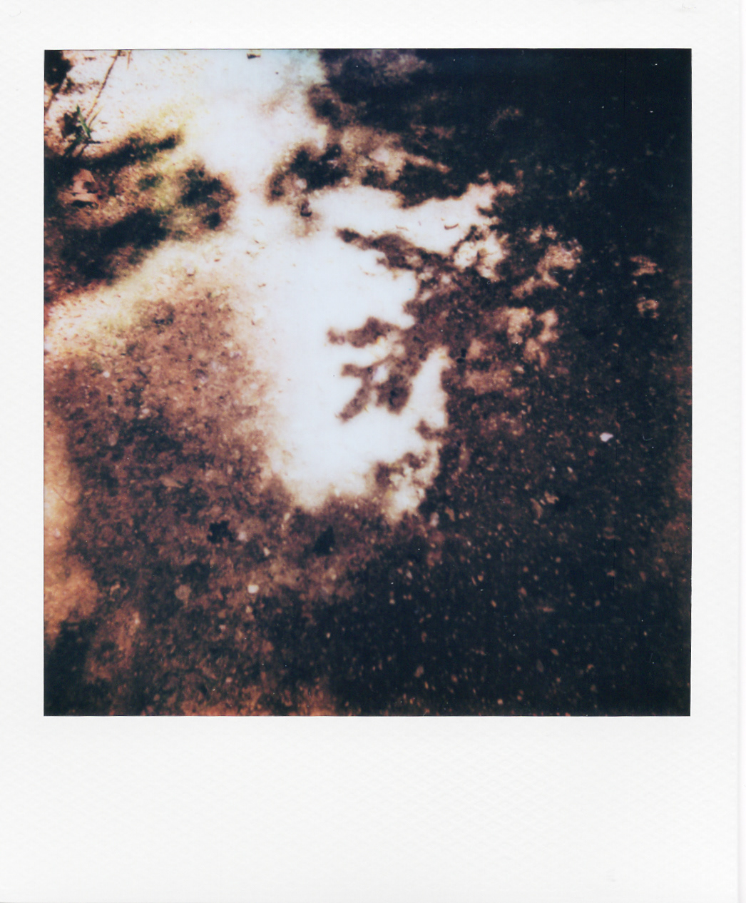 Série "Persistance", Musée départemental Albert-Kahn, 2026 (Polaroid)
