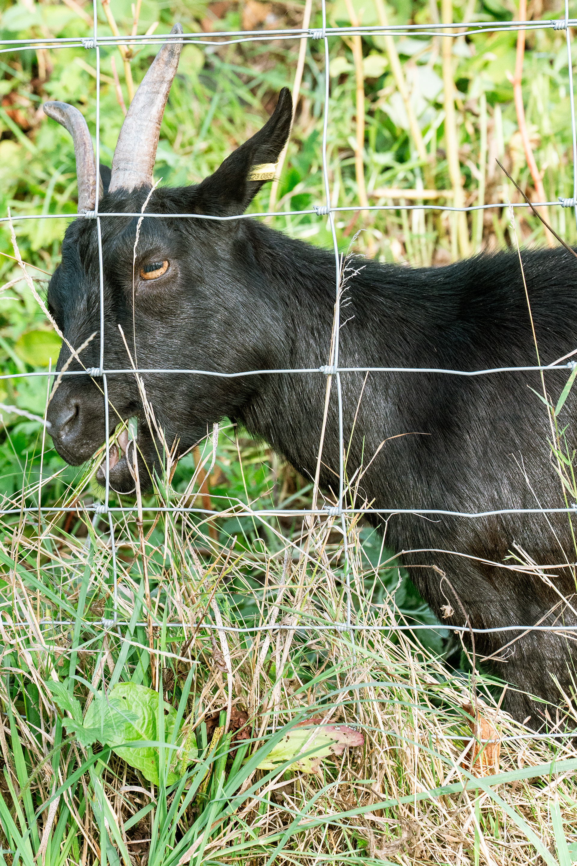 Chèvre domestique (Capra hircus), 62000, Arras, Pas-de-Calais, France, 2025 (Numérique)