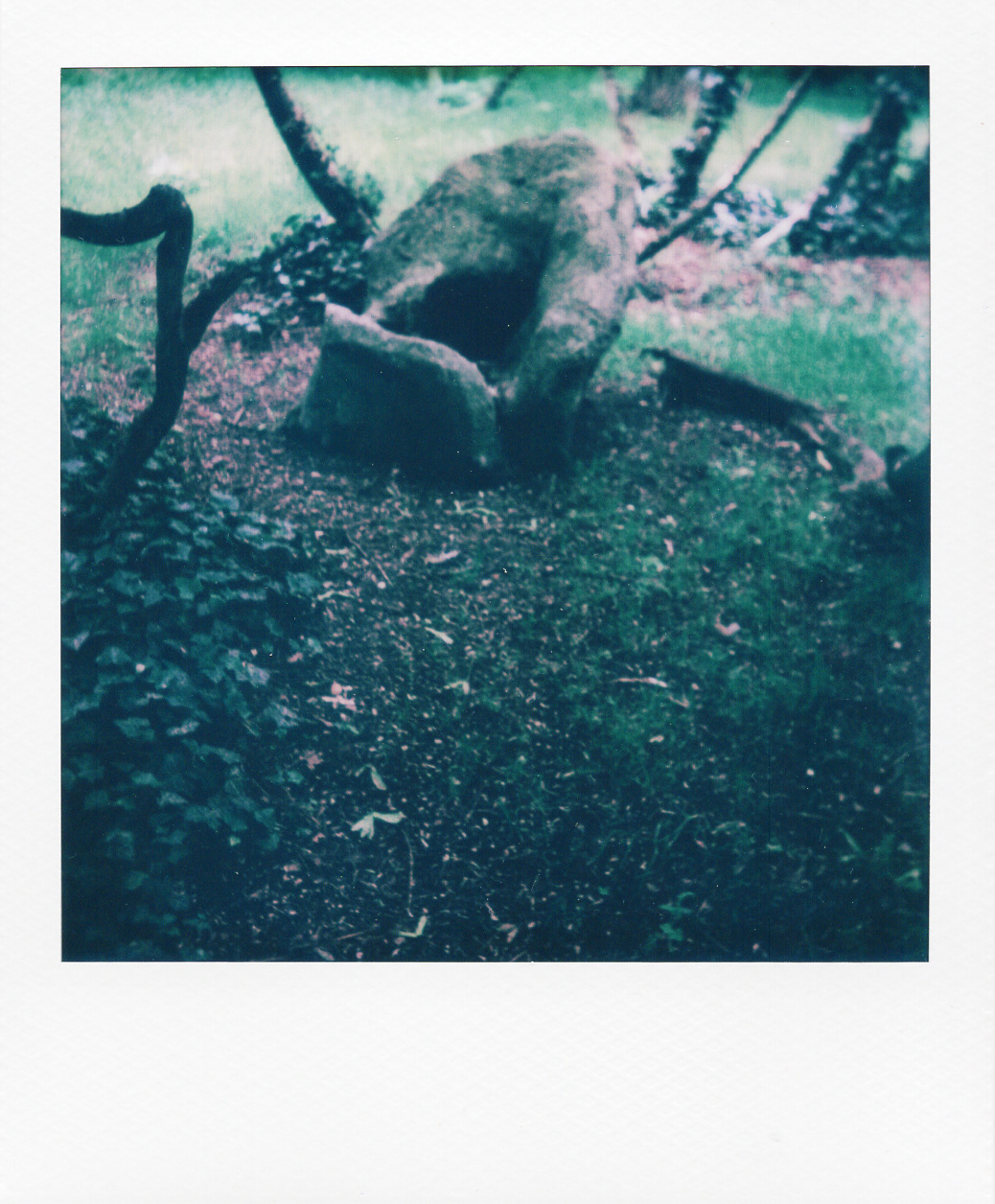 Série "Persistance", Parc Edmond-de-Rothschild, 2026 (Polaroid)