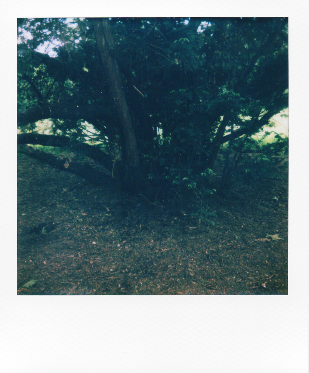 Série "Persistance", Parc Edmond-de-Rothschild, 2026 (Polaroid)