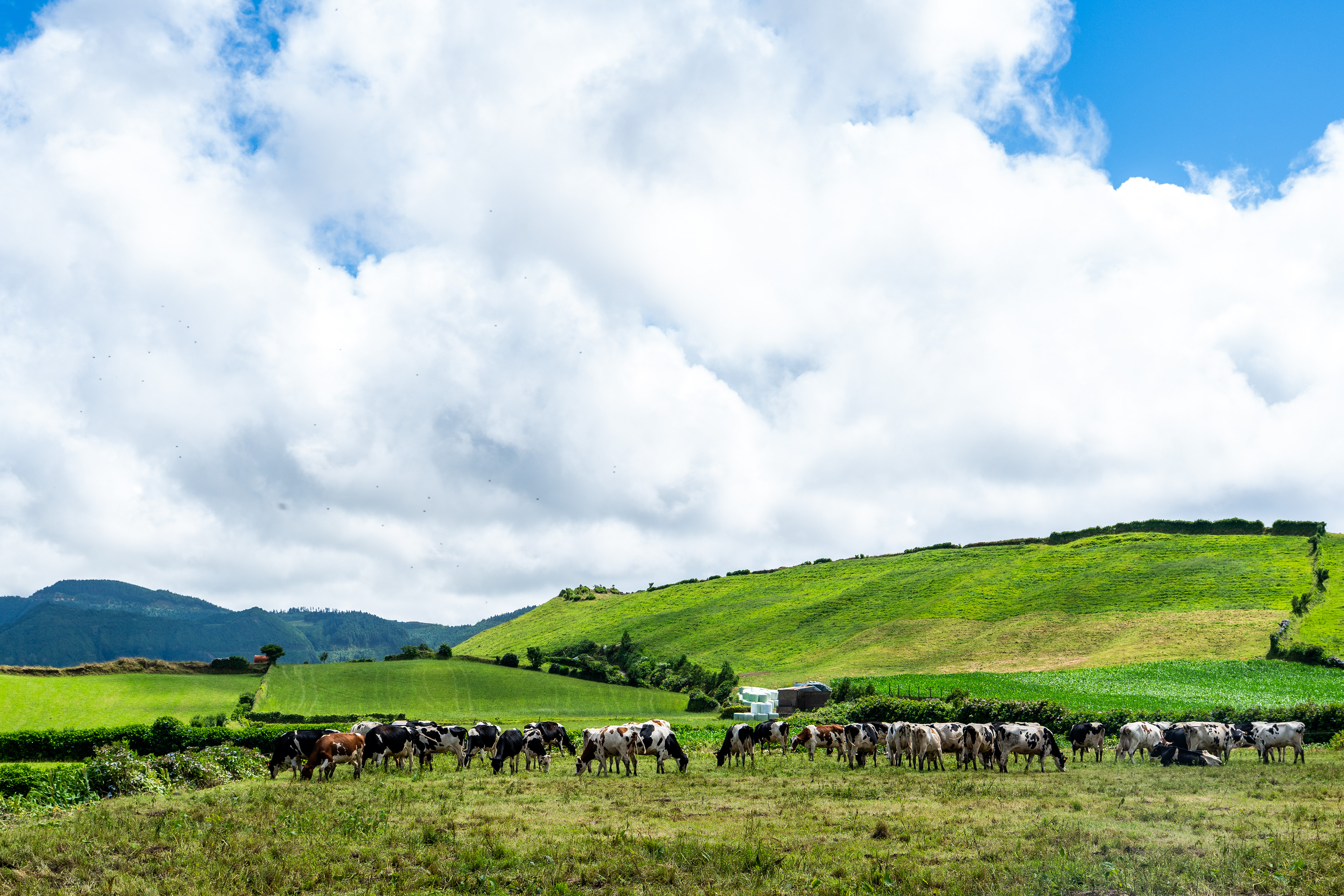 Vaches (Bos), Sete Citades, 9500, São Miguel, Azores, Portugal, 2025 (Numérique)