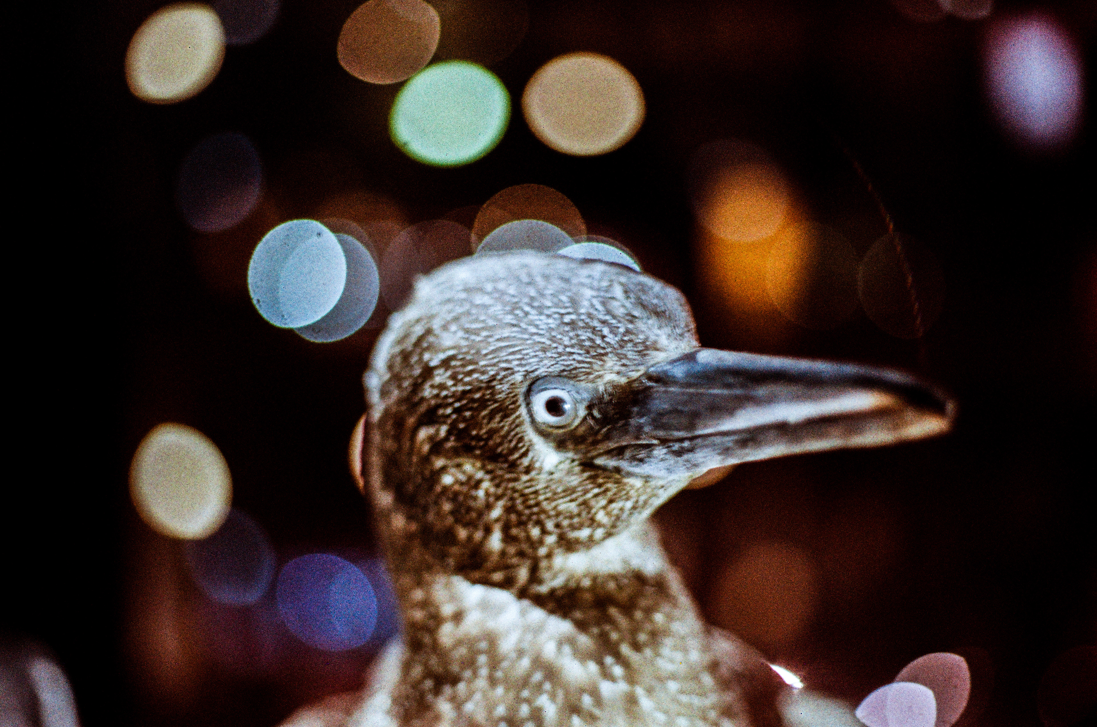 Fou de Bassan / Sula bassana, "MNHN", Musée National d'Histoire Naturelle, Paris, France