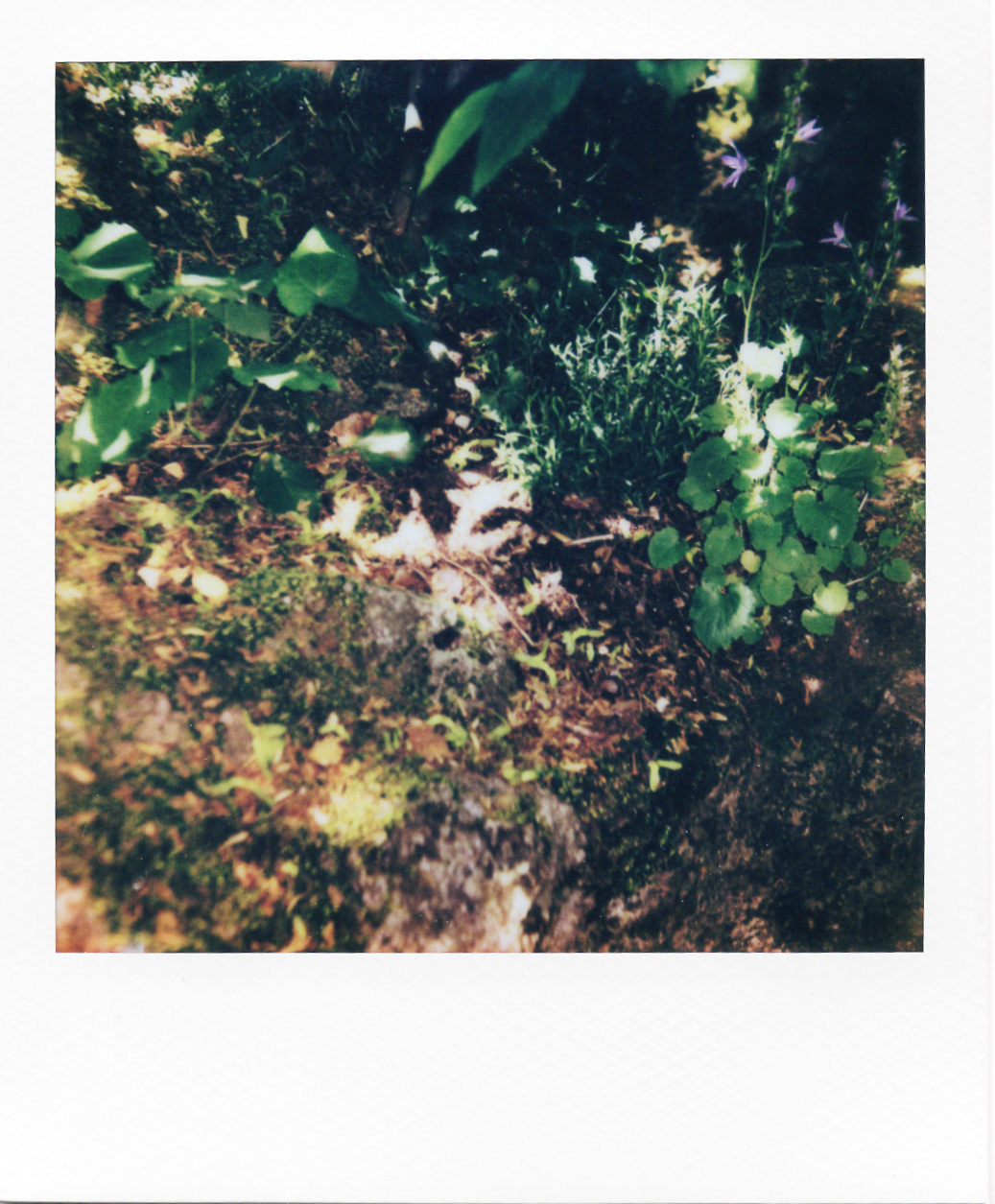 Série "Persistance", Musée départemental Albert-Kahn, 2026 (Polaroid)