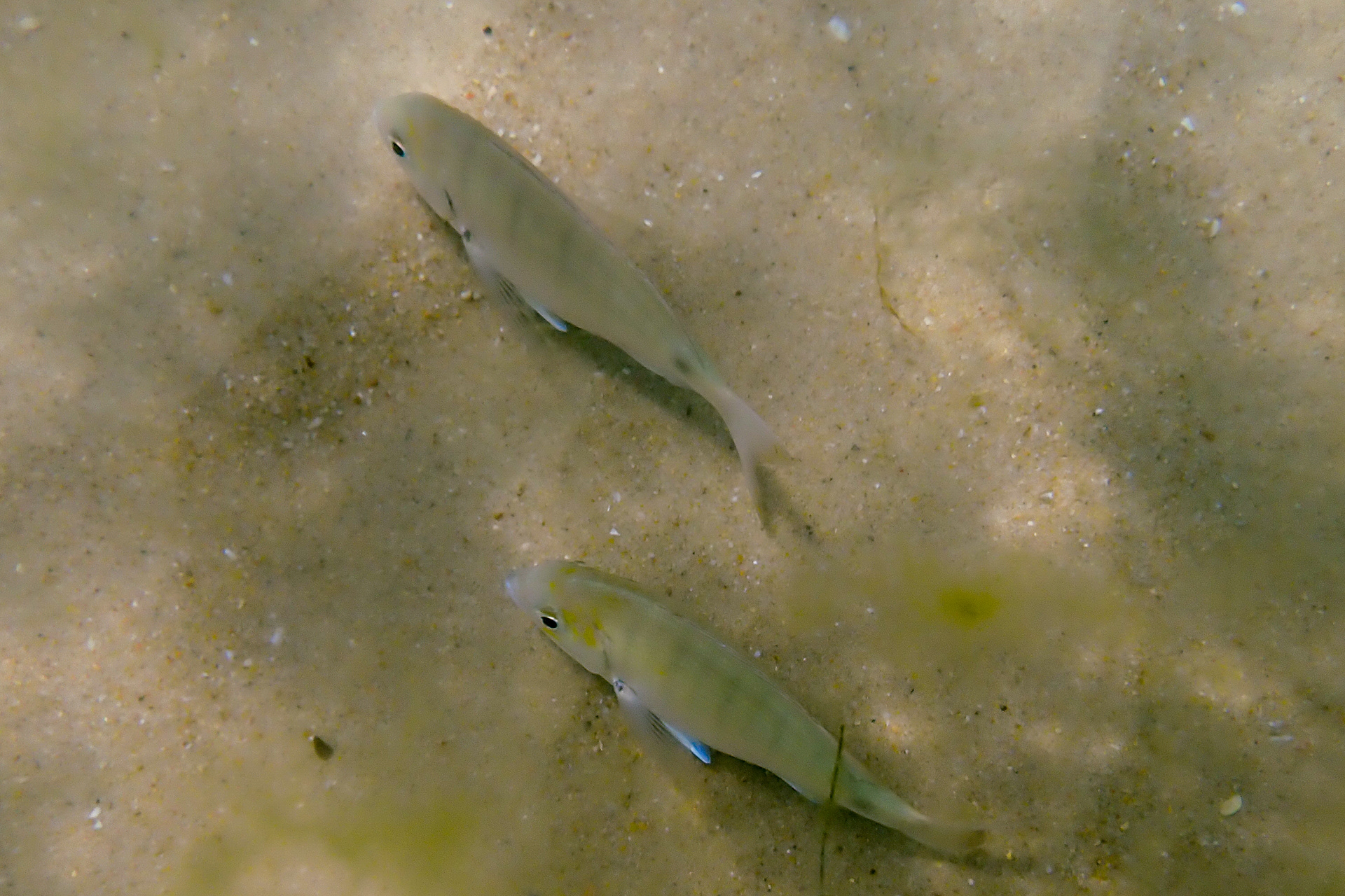 Sar commun (Diplodus sargus), 8900, Cacela Velha, Algarve, Portugal, 2024 (Numérique)