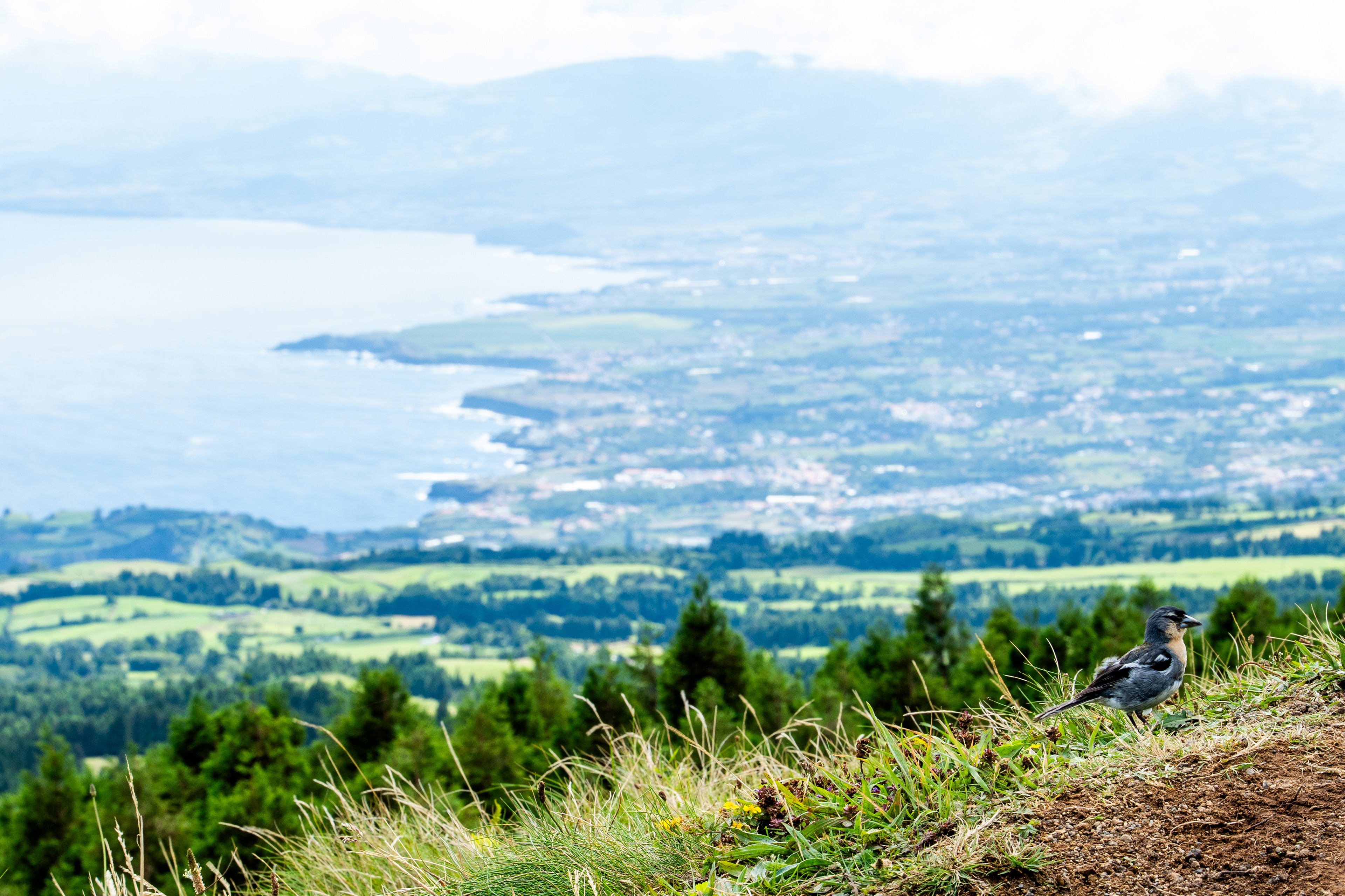 São Miguel, Azores, Portugal, 2025