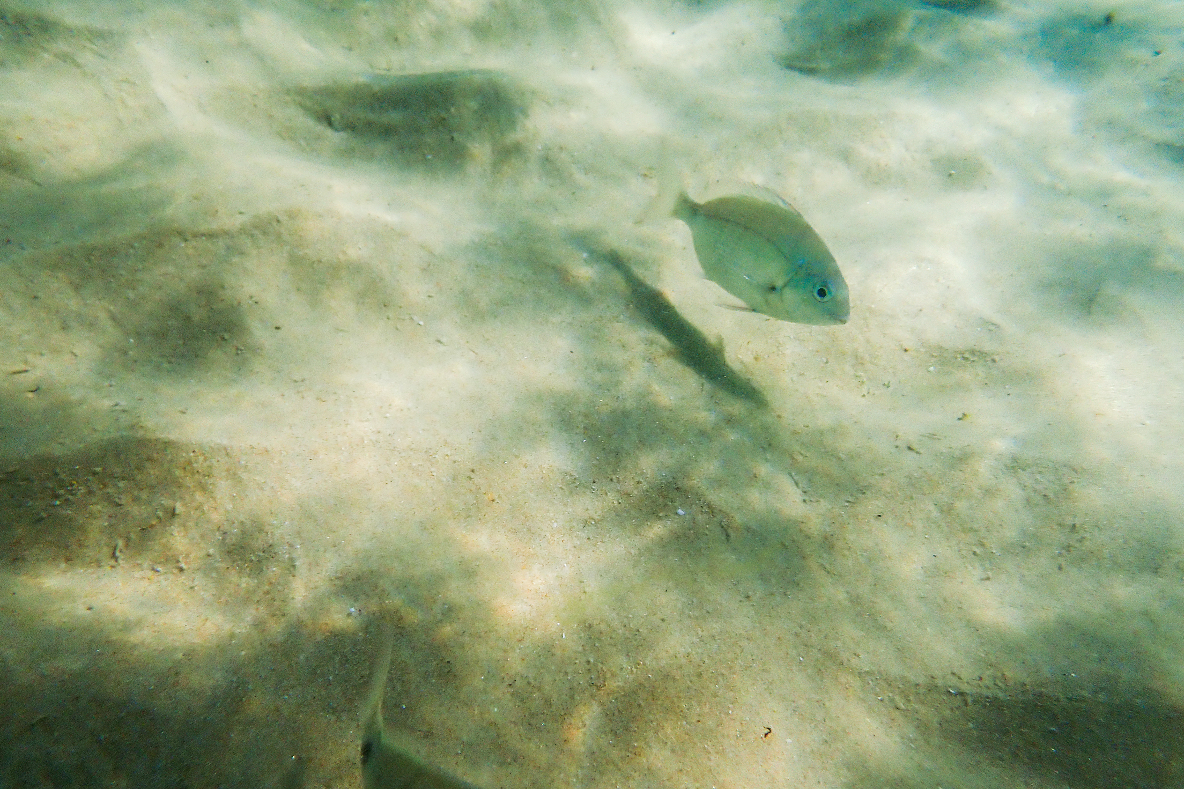 Sar Commun (Diplodus sargus), 8700, Praia de Fuseta, Algarve, Portugal, 2024 (Numérique)