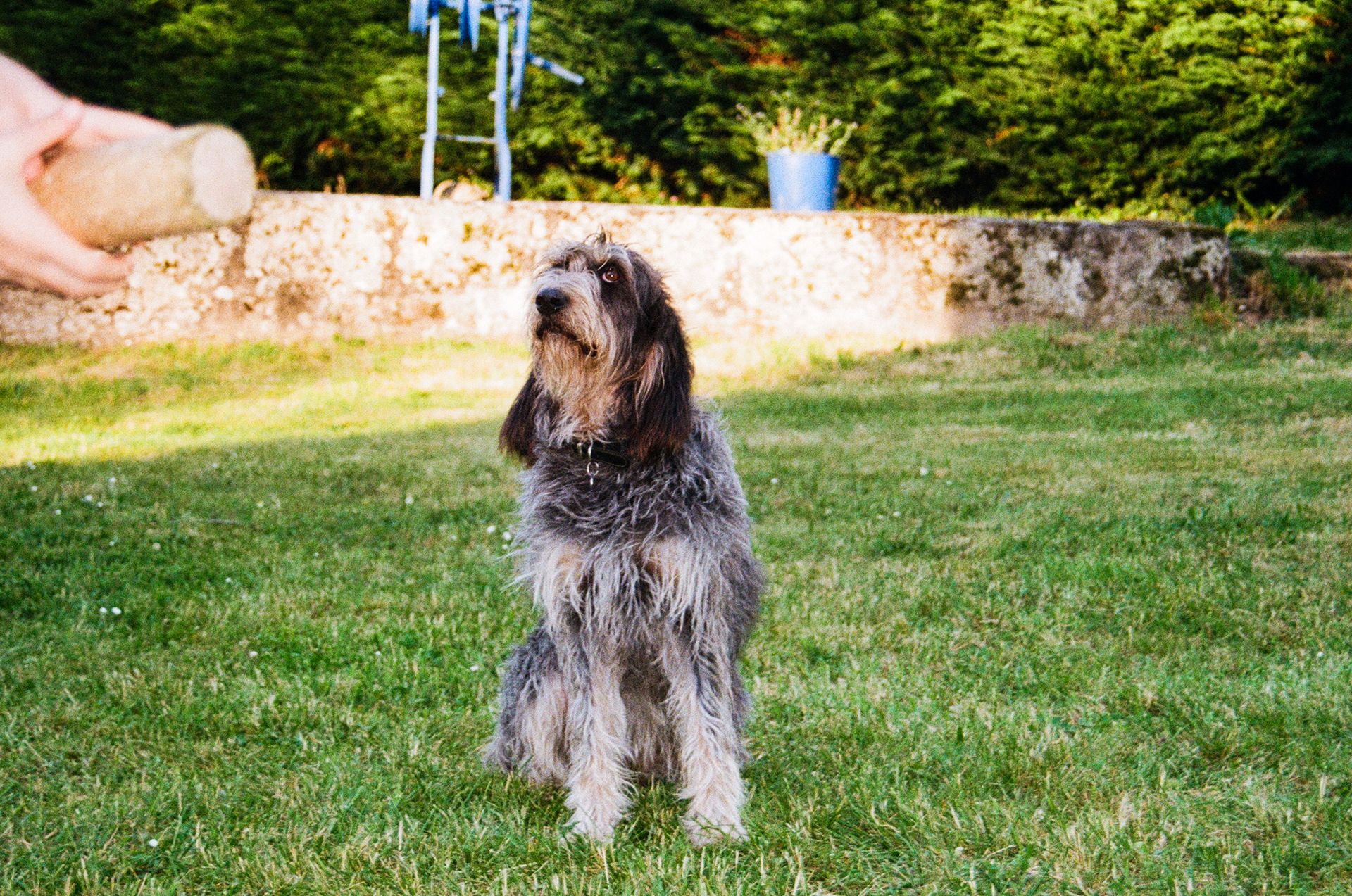 Chien (Canis Familiaris), 23600, Boussac, Creuse, Nouvelle-Aquitaine, France, 2024 (Argentique)