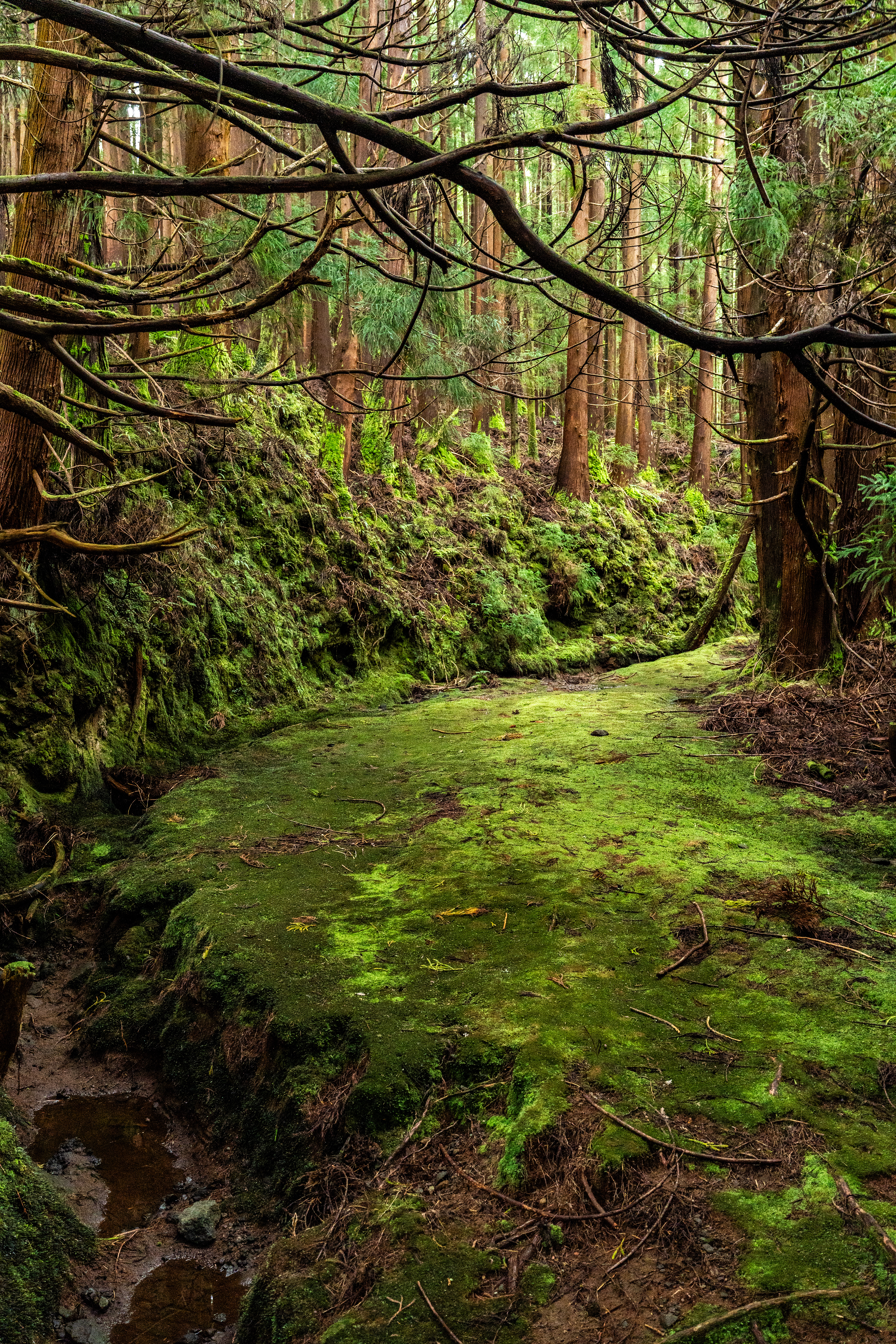Terveira, Azores, Portugal, 2025