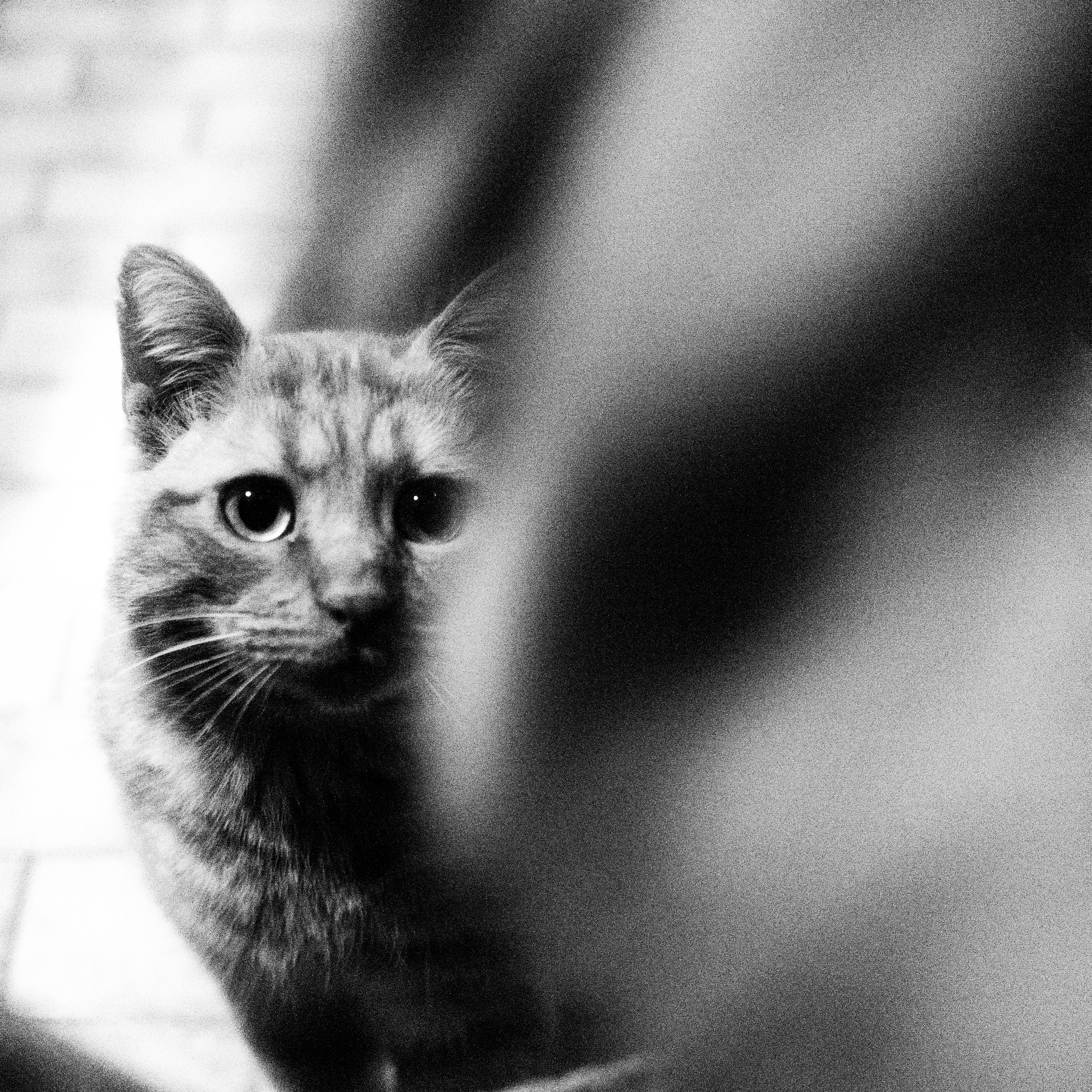 Chat / Felis catus, Série "Animals", 202 (Numérique)