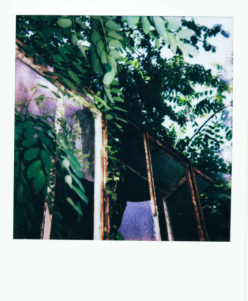 Série "Serres froides", 2026 (Polaroid)