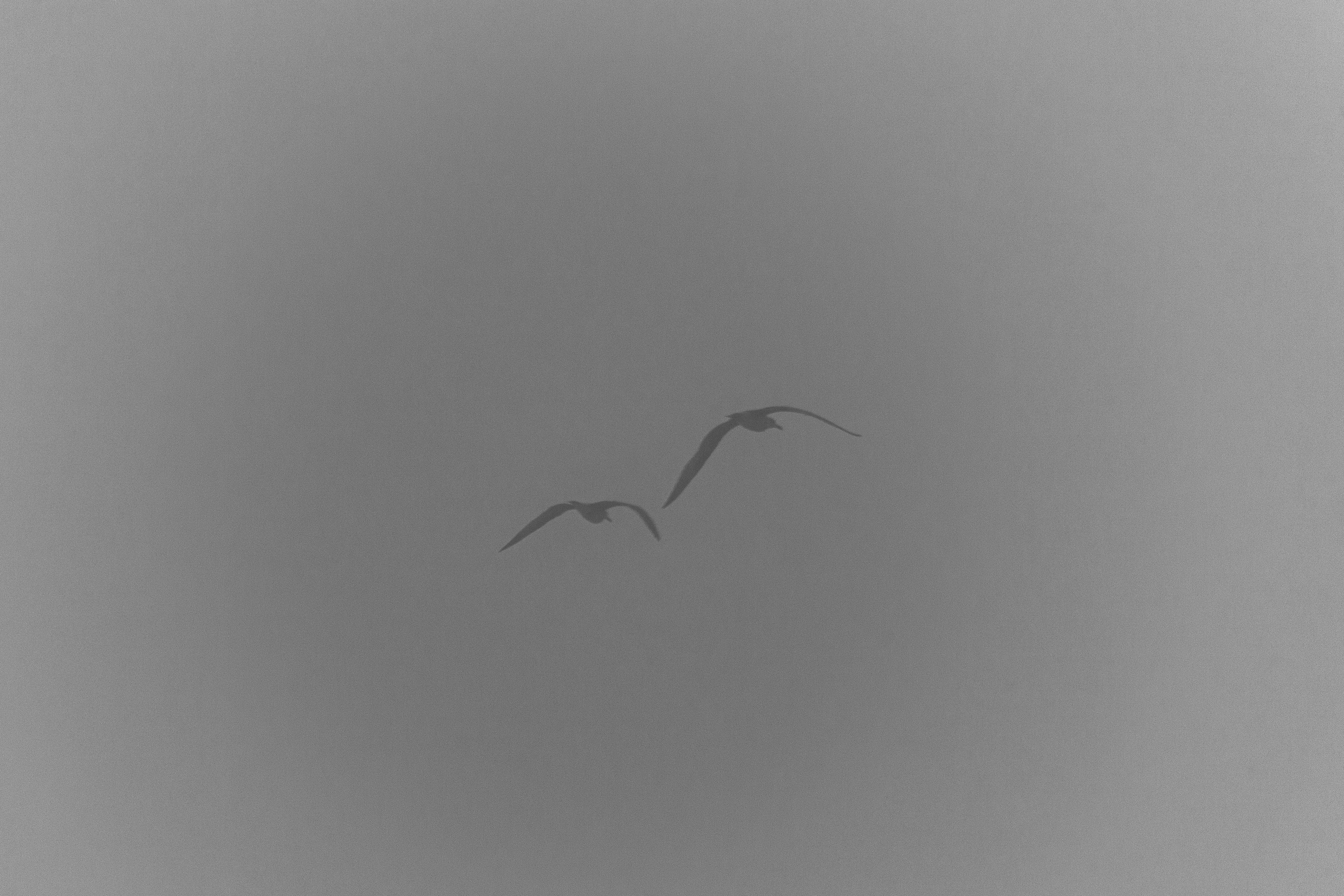 "Smooky", Villa Nova de Gaia, Nord, Portugal