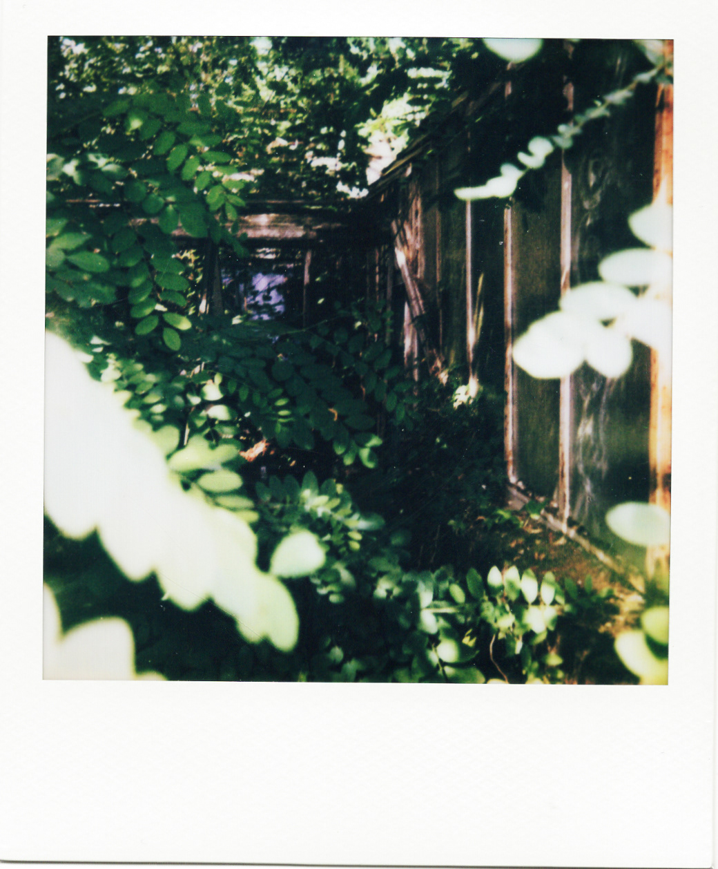 Série "Serres froides", 2026 (Polaroid)