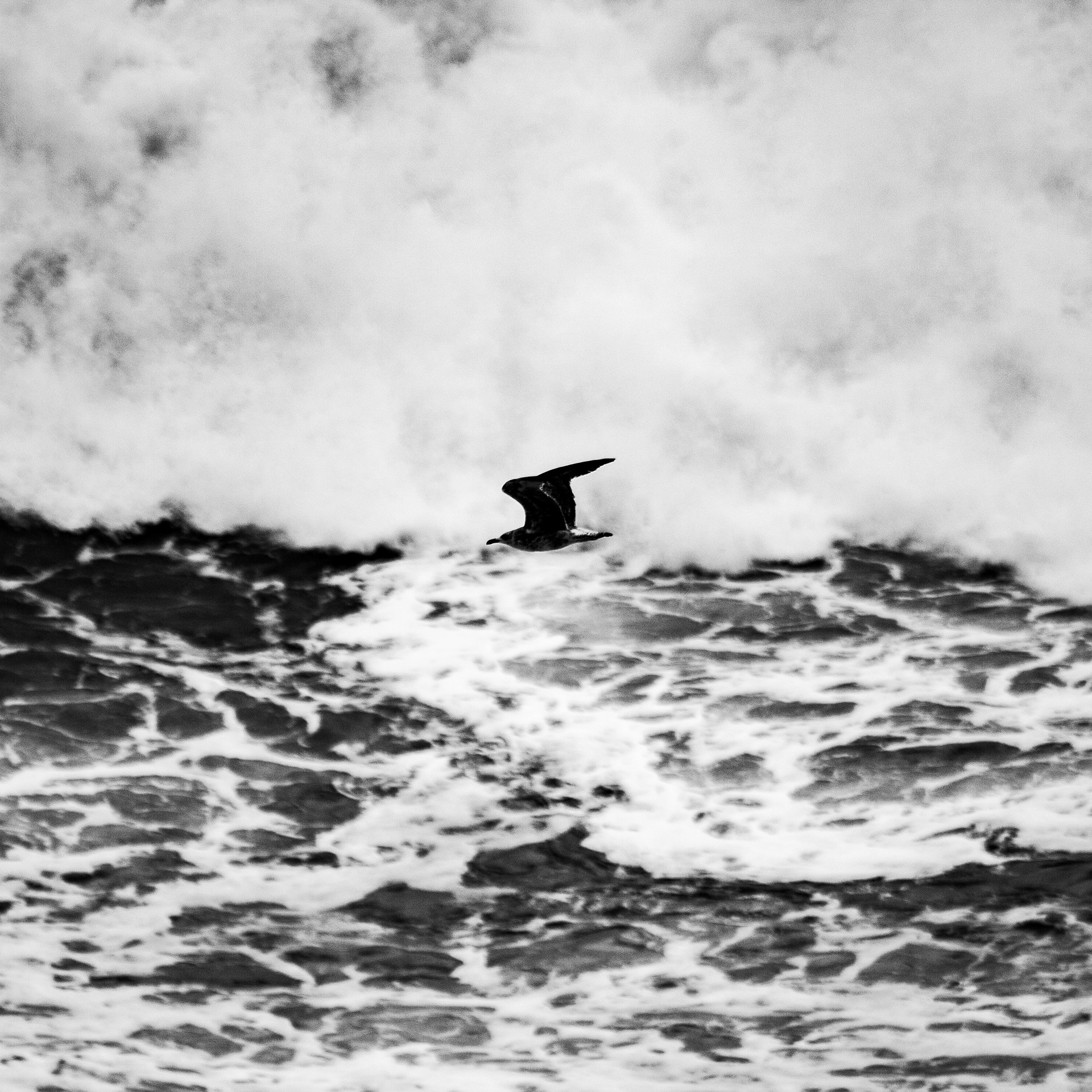 Goéland / Larus, Série "Animals", 2026 (Numérique)
