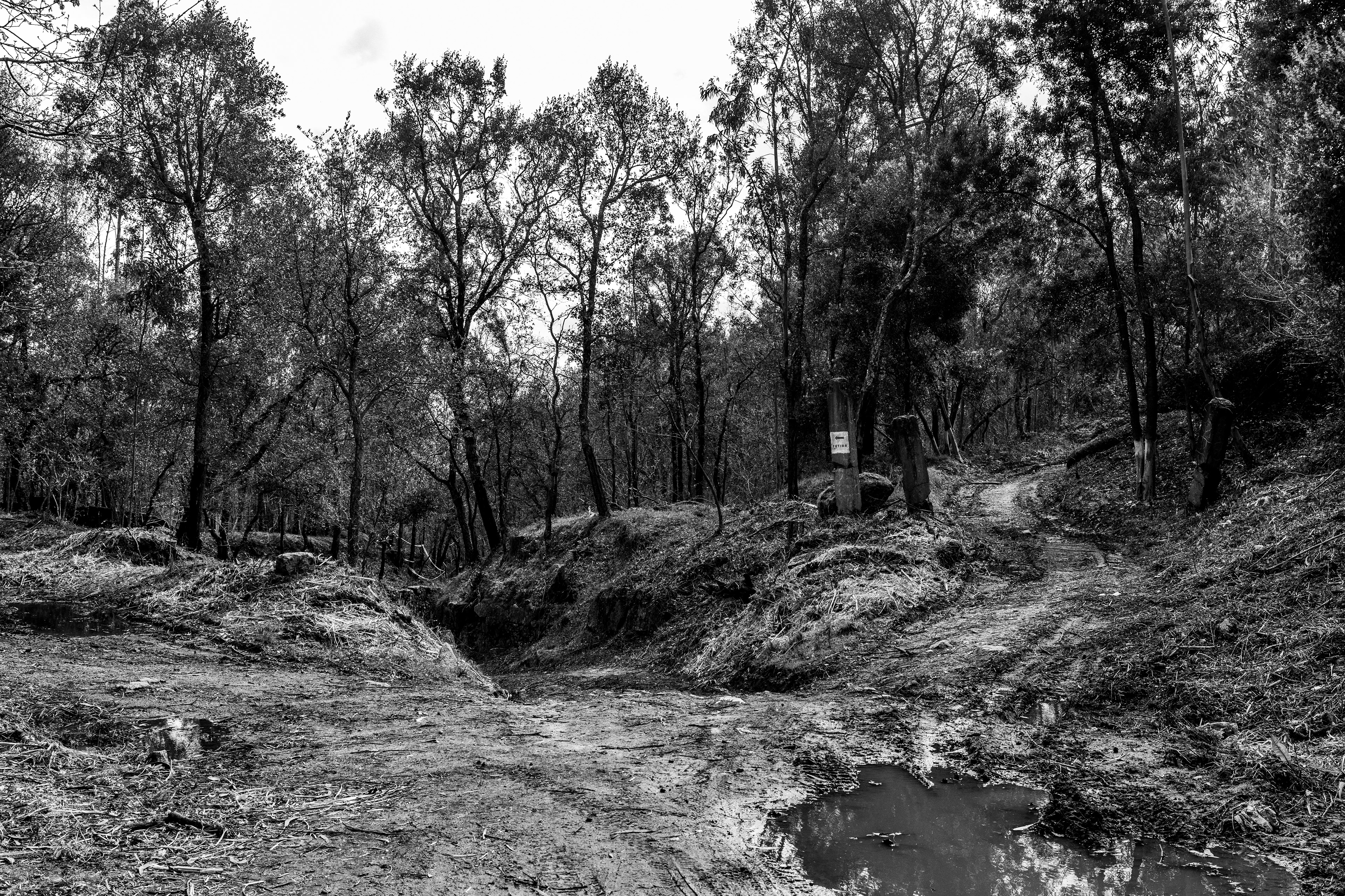 Serra de Negrelos, Vila Nova de Gaia, Nord, Portugal, 2025