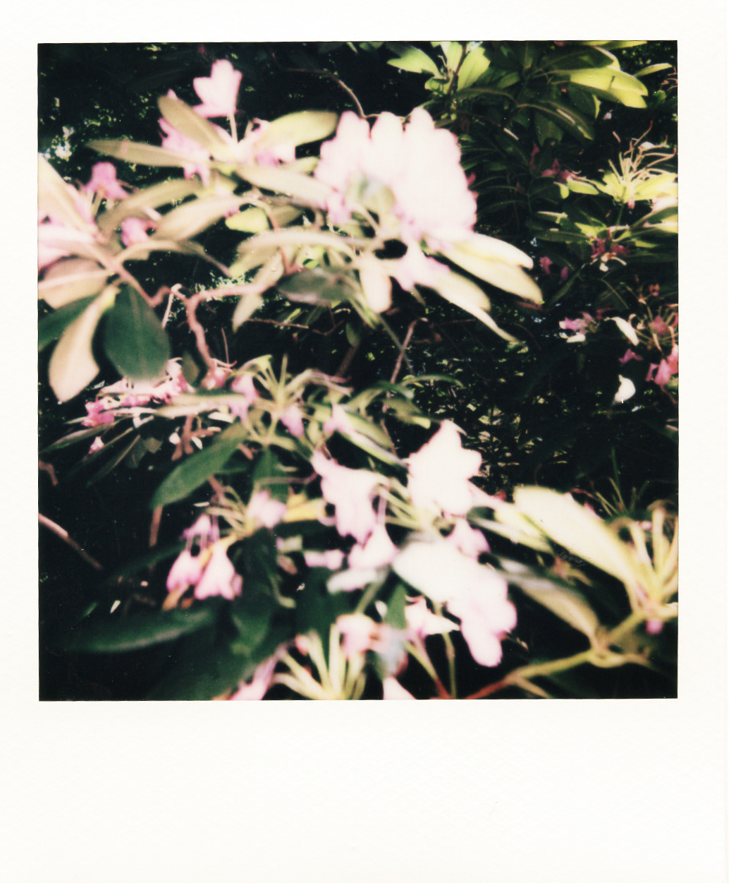 Série "Persistance", Musée départemental Albert-Kahn, 2026 (Polaroid)