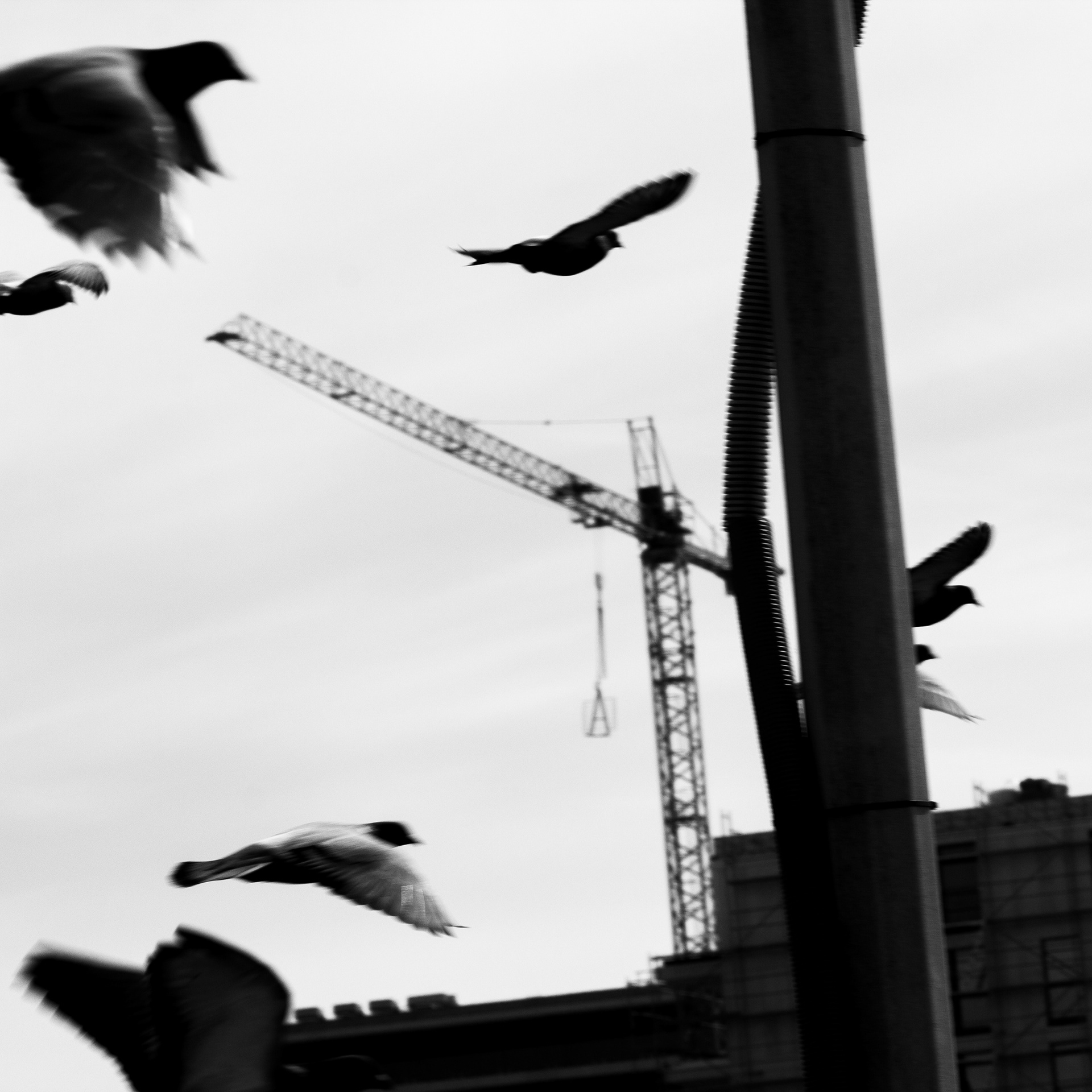 Pigeons / Columba, Série "Animals", 2024 (Numérique)