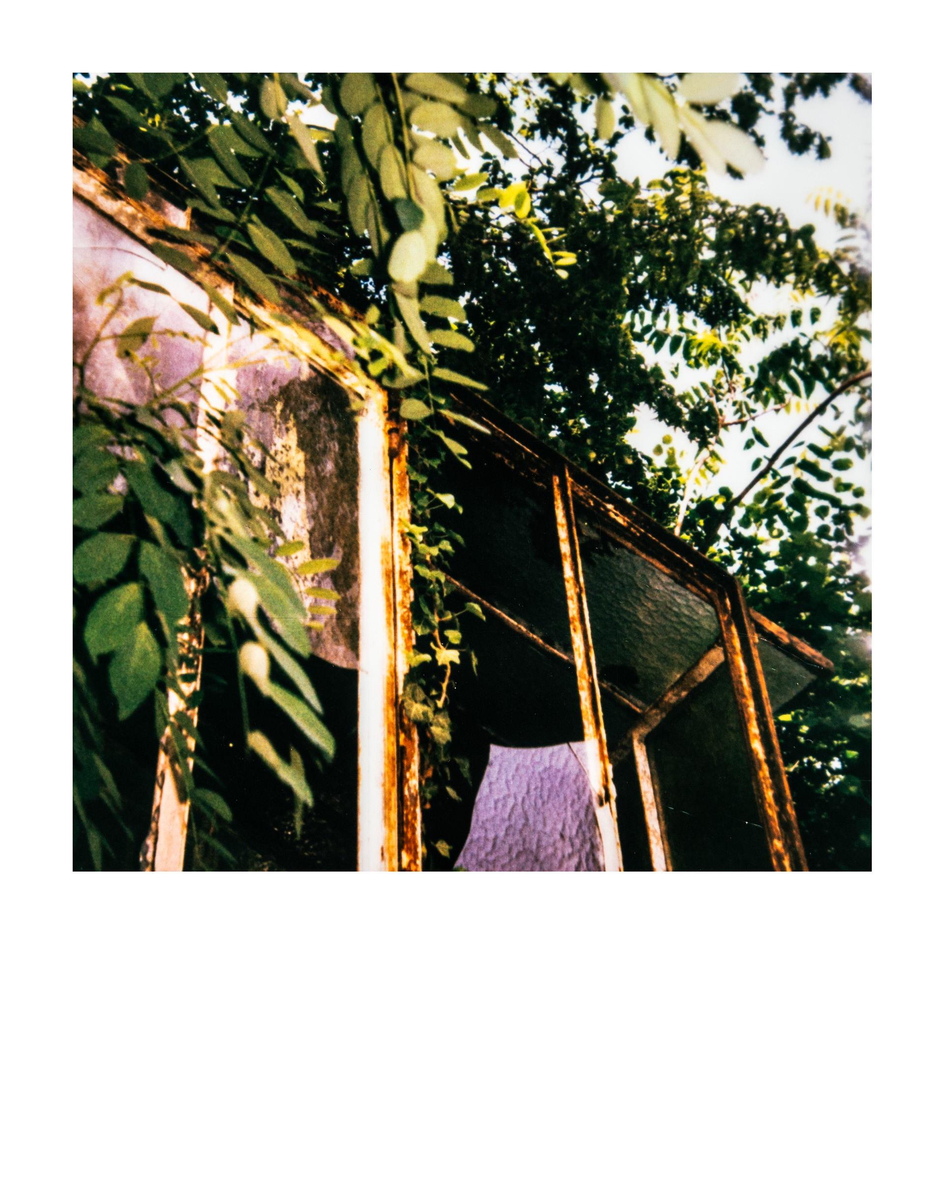 Série "Serres froides", 2026 (Polaroid)