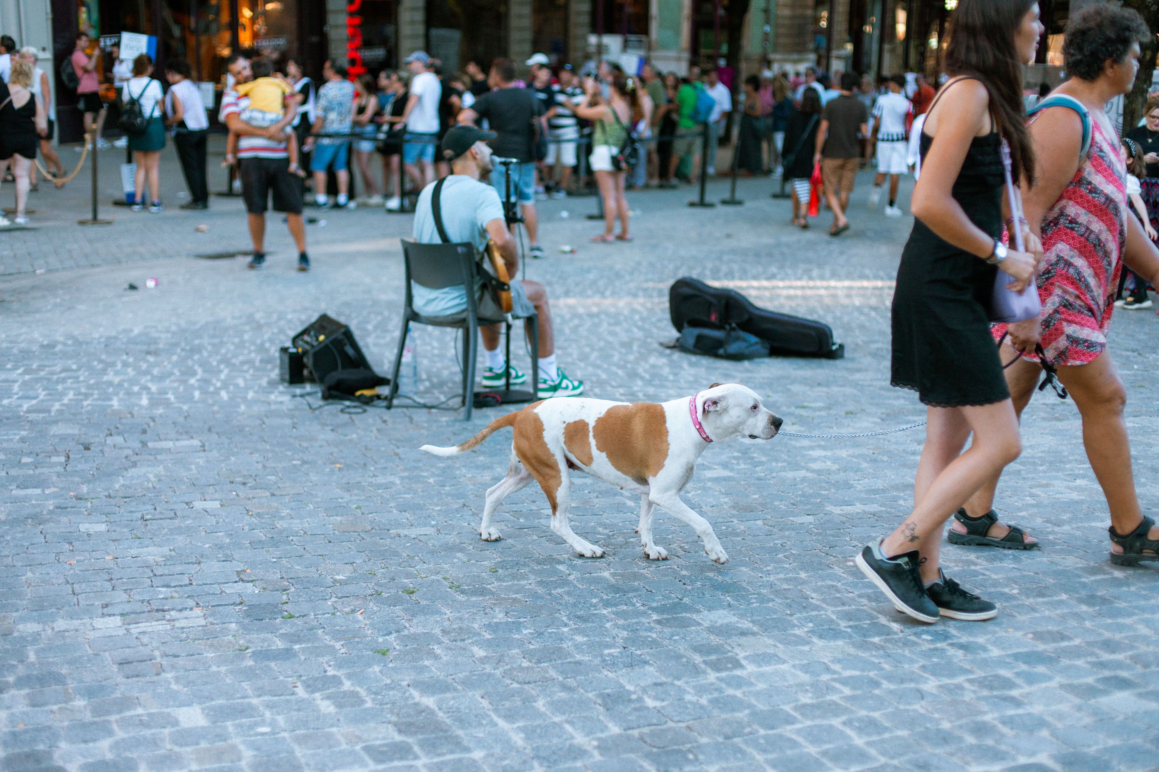 Chien (Canis Familiaris), 4000, Porto, Nord, Portugal, 2024 (Numérique)