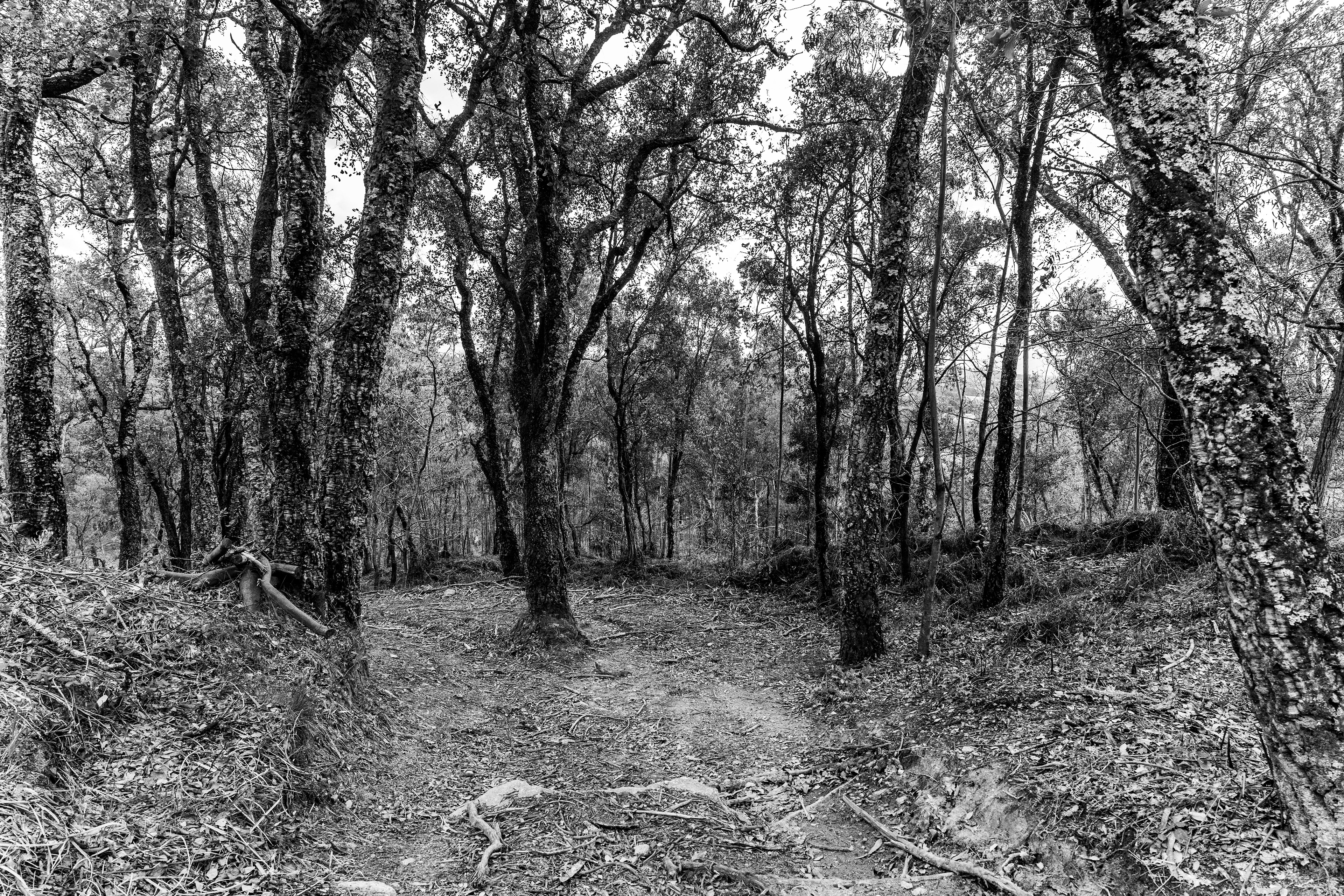 Serra de Negrelos, Vila Nova de Gaia, Nord, Portugal, 2025