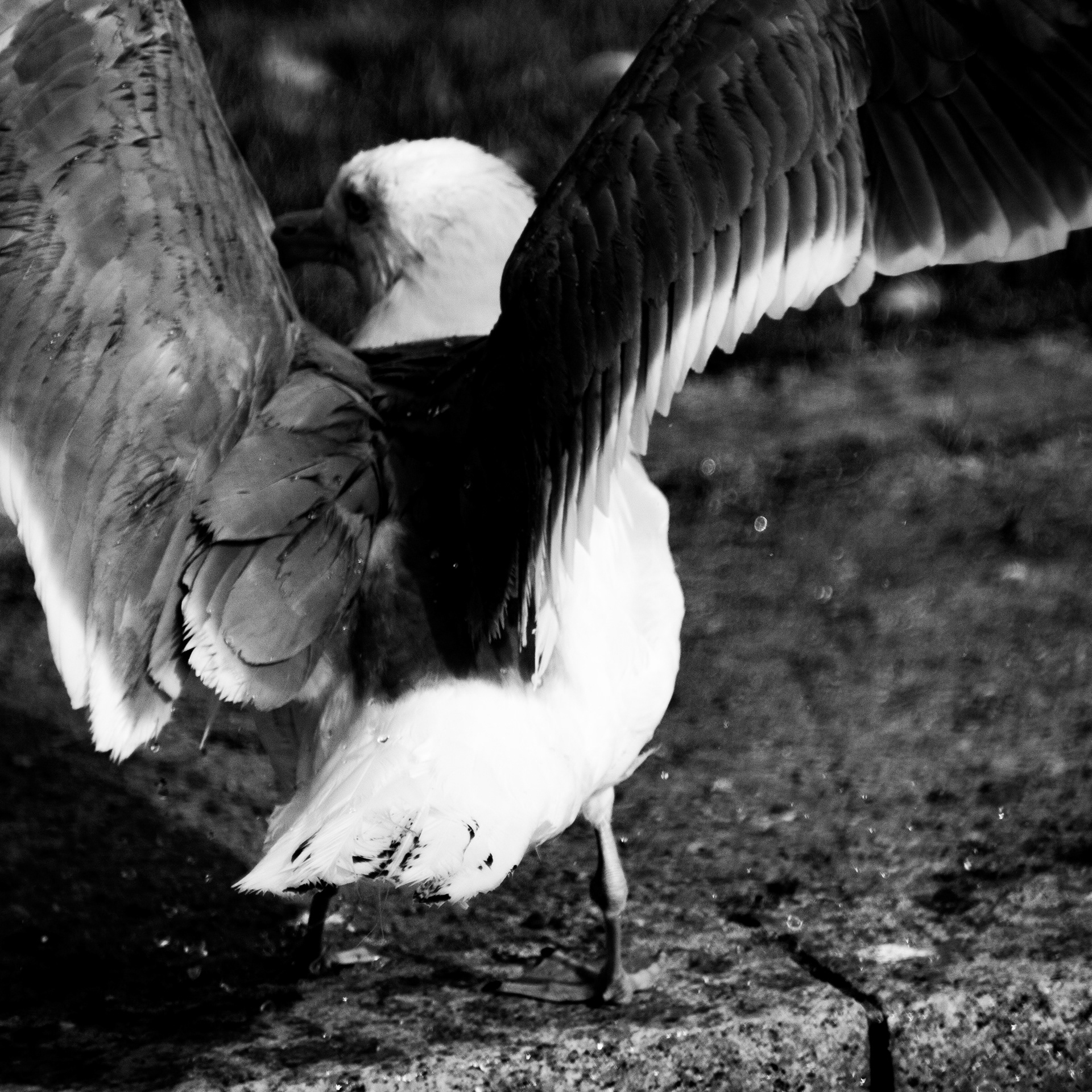 Goéland / Larus, Série "Animals", 2024 (Numérique)