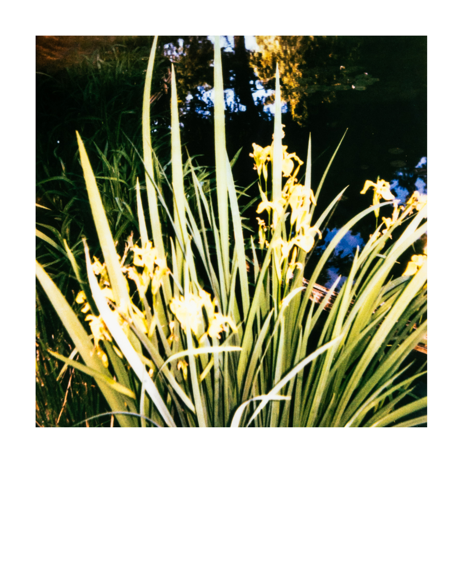 Série "Parcs", Musée départemental Albert-Kahn, 2026 (Polaroid)