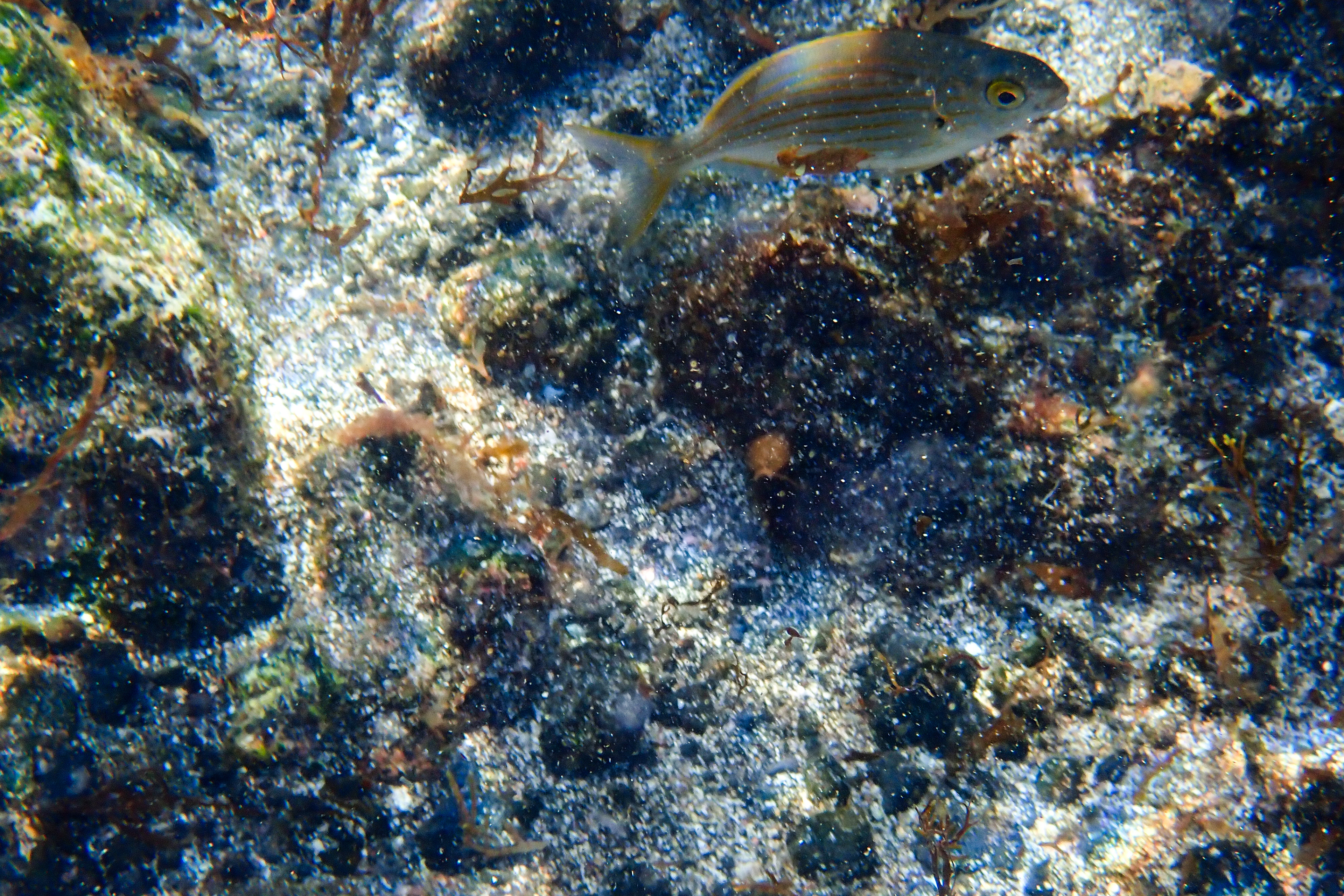 São Miguel, Azores, Portugal, 2025