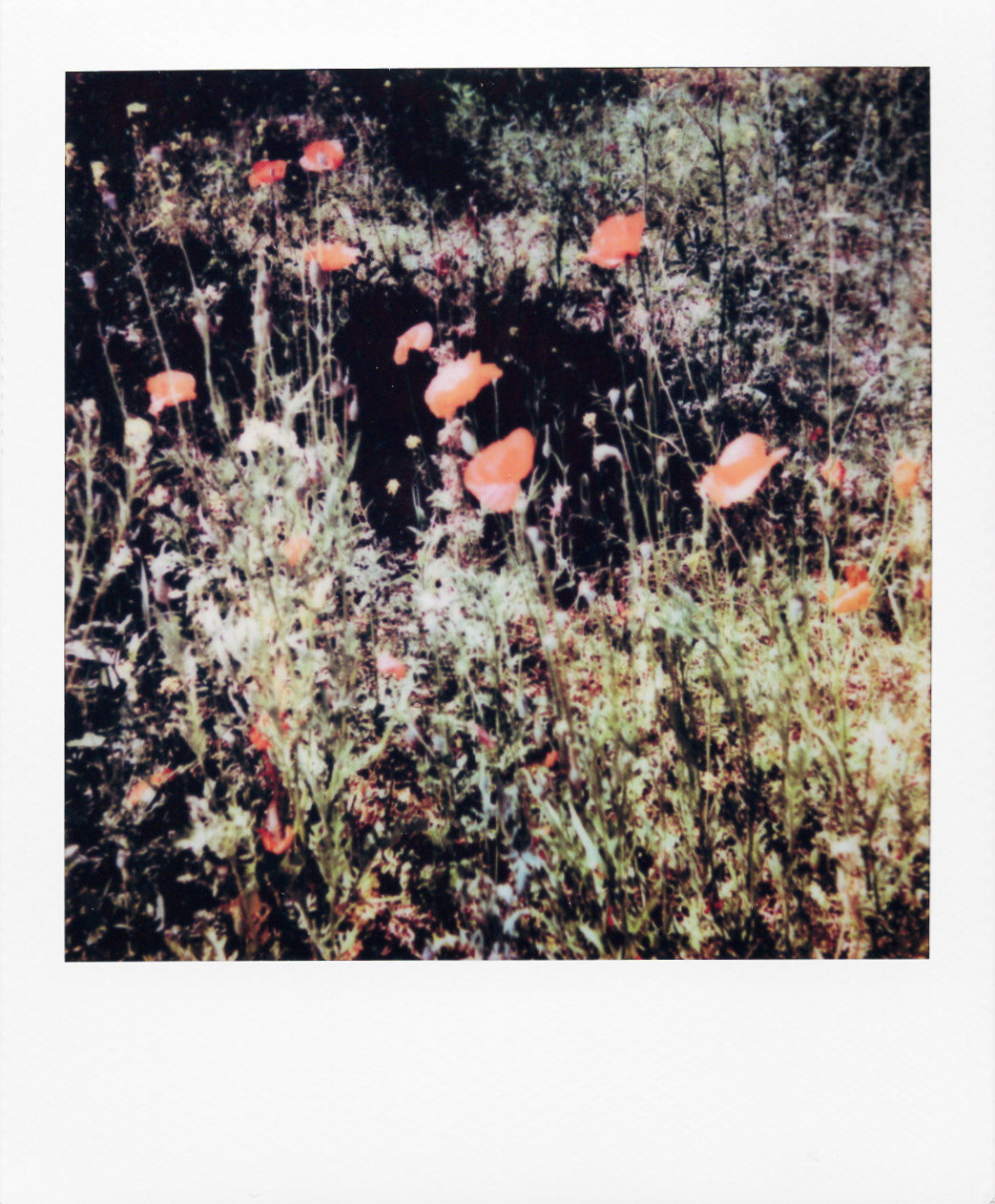 Série "Persistance", Jardin d'agronomie tropicale René Dumont, 2026 (Polaroid)