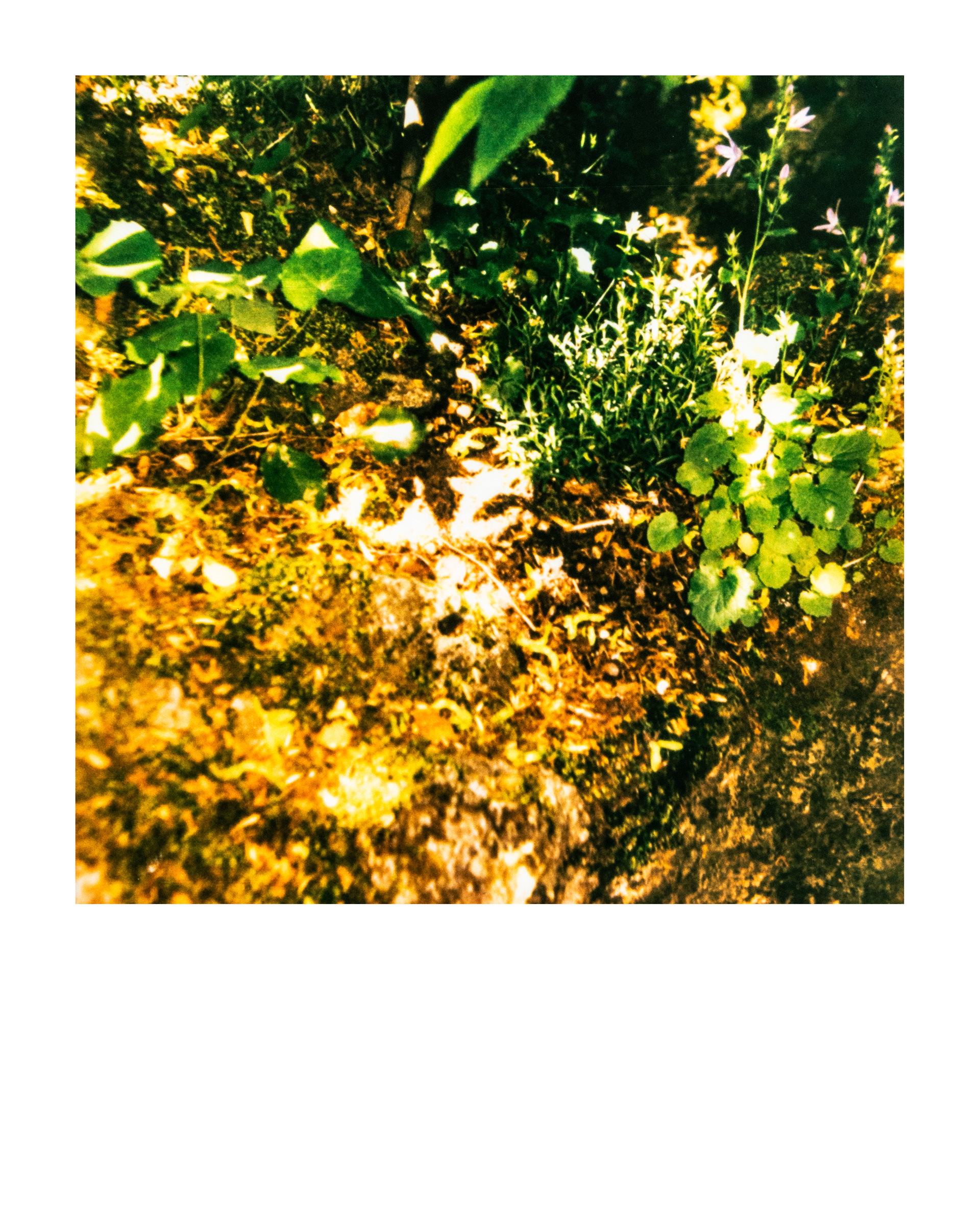 Série "Parcs", Musée départemental Albert-Kahn, 2026 (Polaroid)