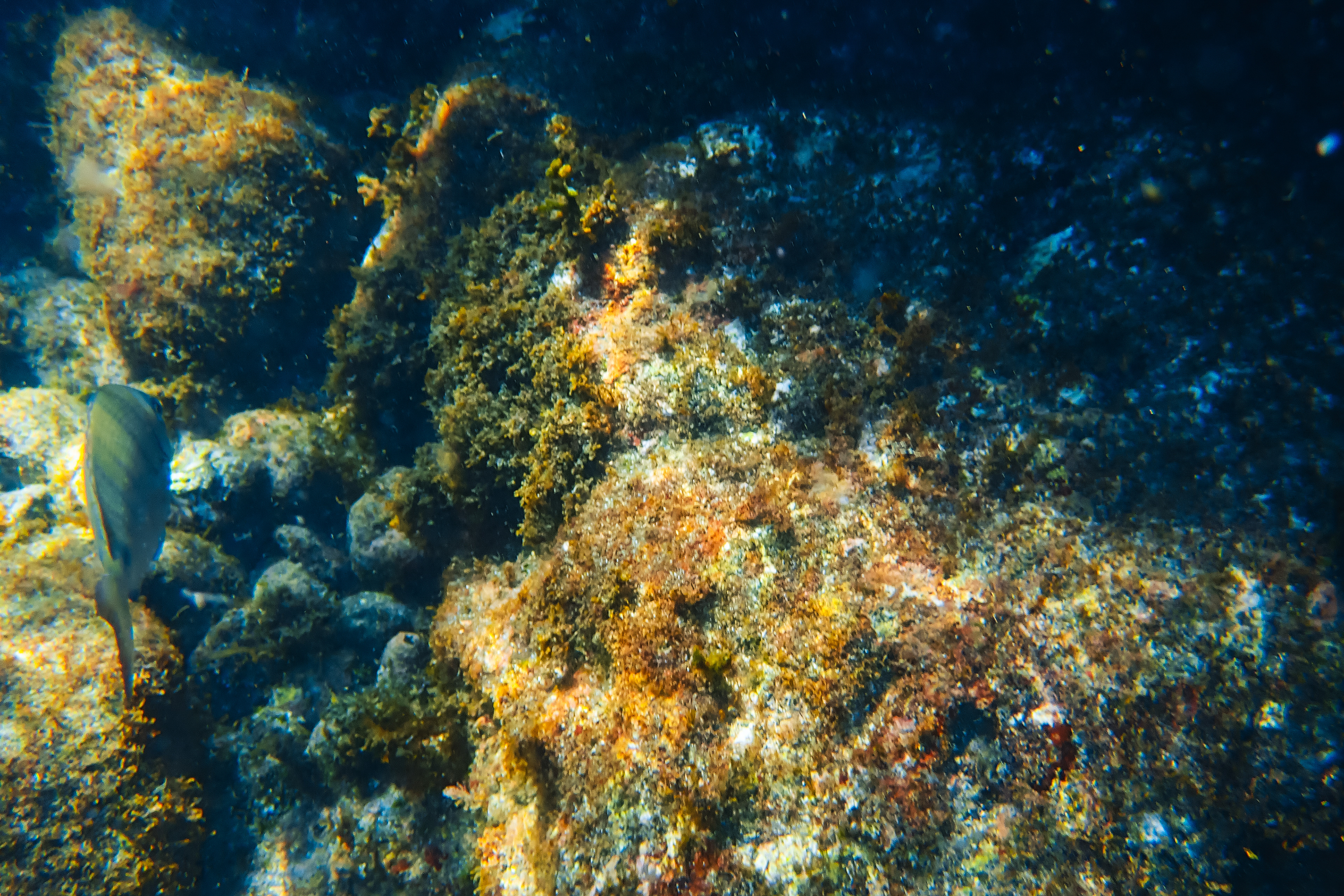 Terveira, Azores, Portugal, 2025