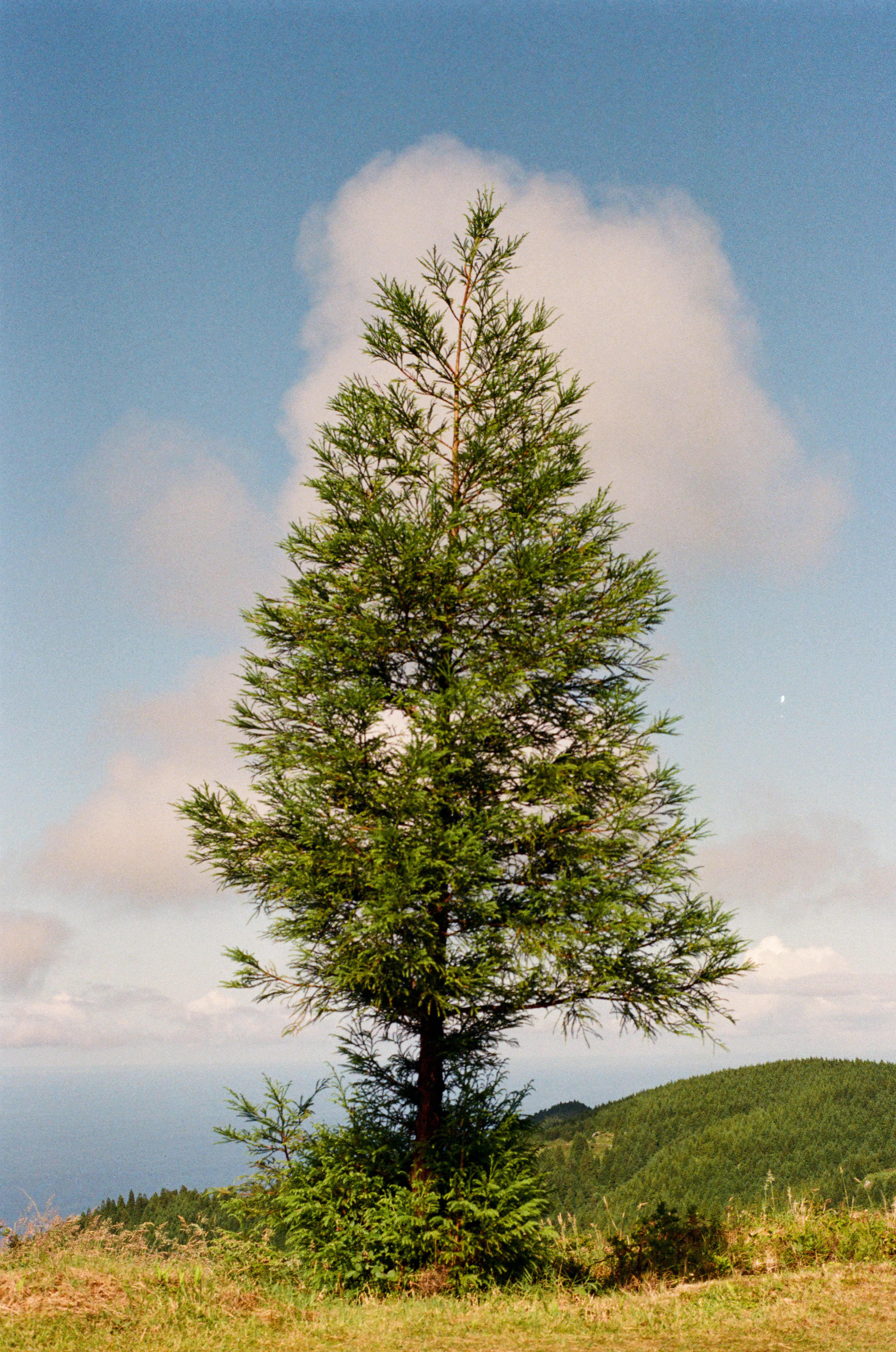 São Miguel, Azores, Portugal, 2025