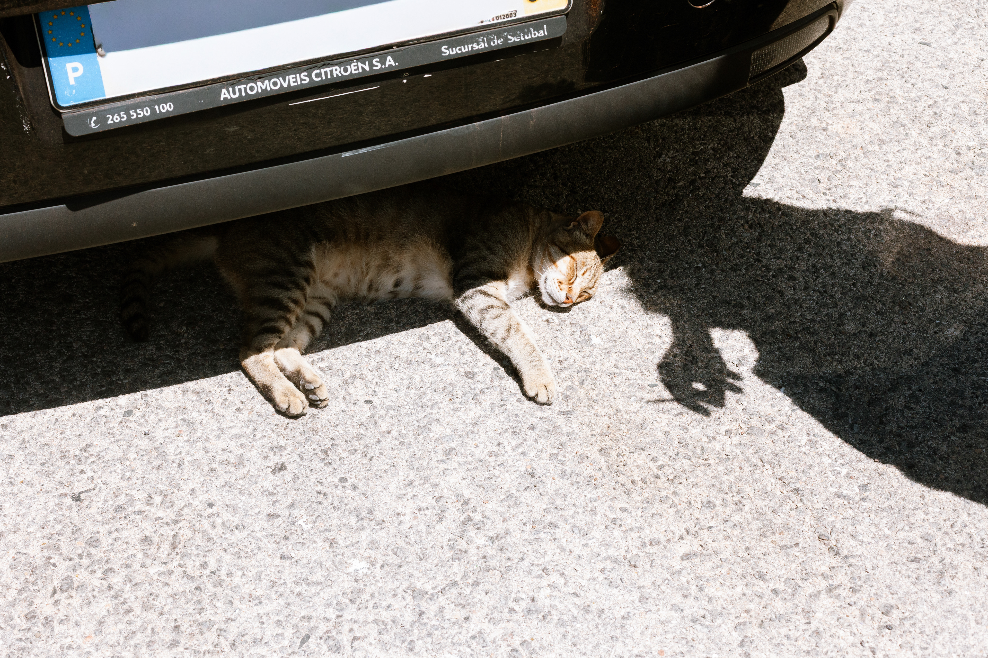 Chat (Felis Catus), 8950, Sagres, Algarve, Portugal, 2024 (Numérique)