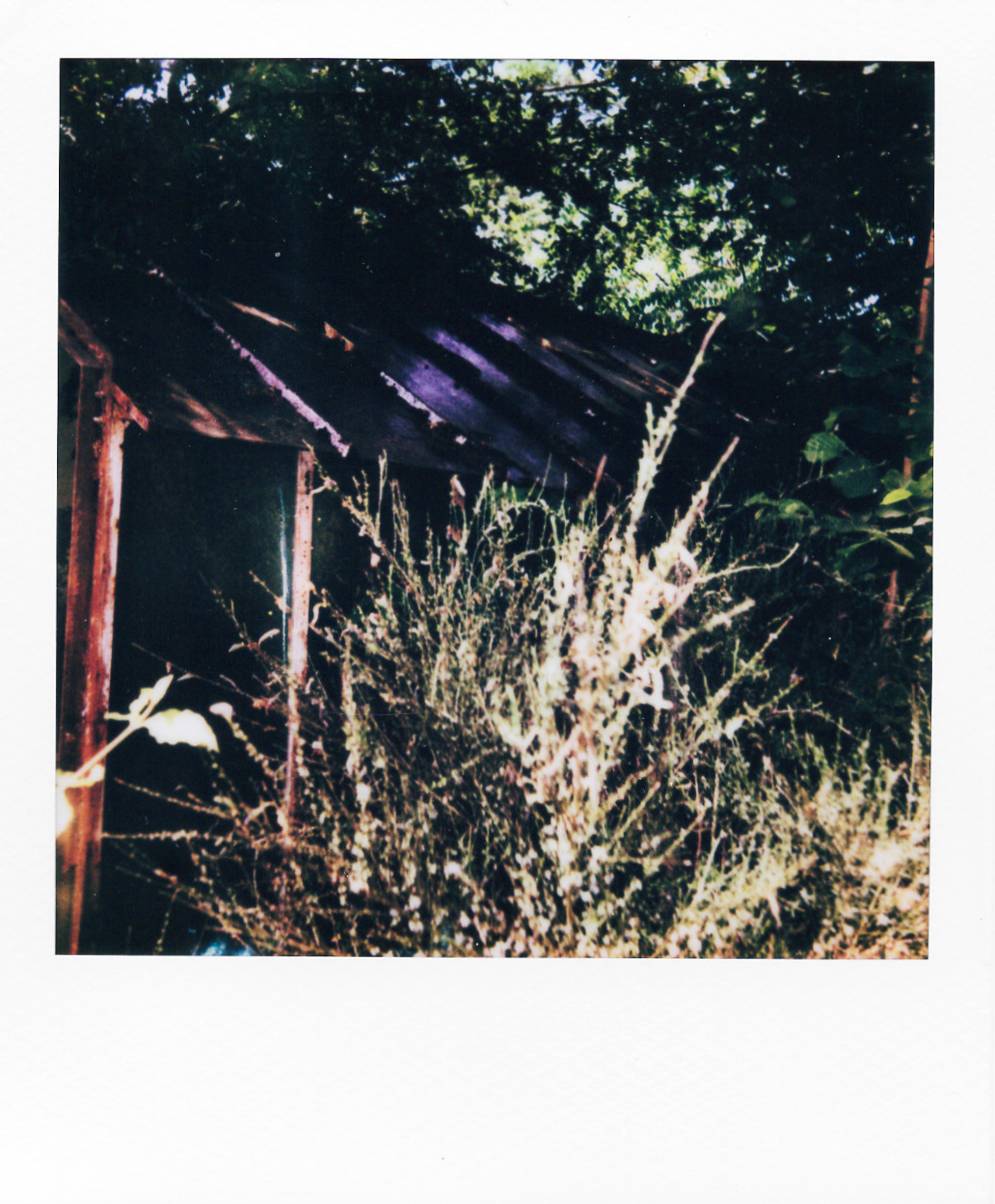 Série "Serres froides", 2026 (Polaroid)