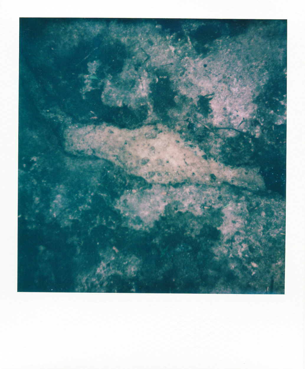 Série "Persistance", Parc Edmond-de-Rothschild, 2026 (Polaroid)