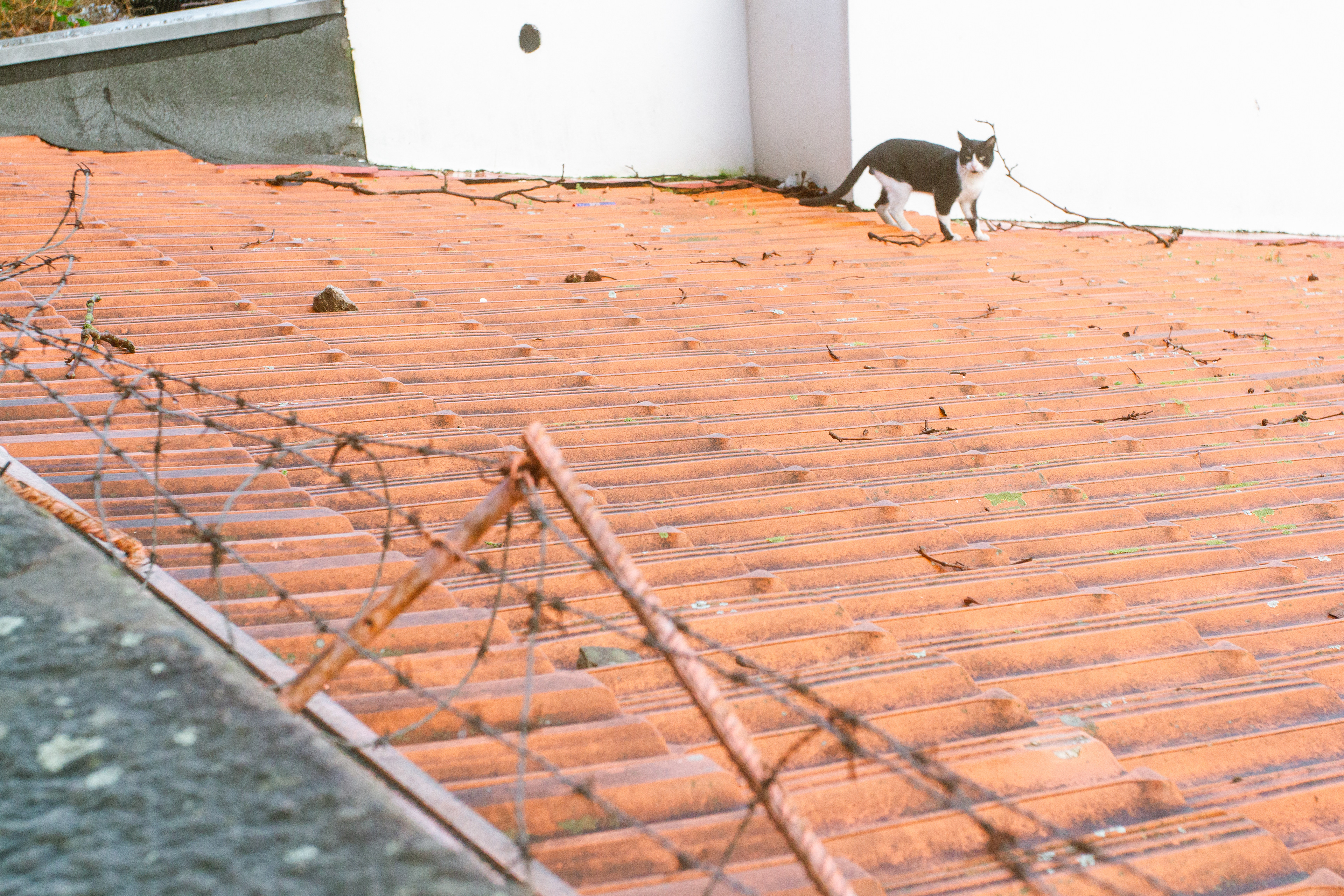 Chat (Felis Catus), 4000, Porto, Nord, Portugal, 2024 (Numérique)