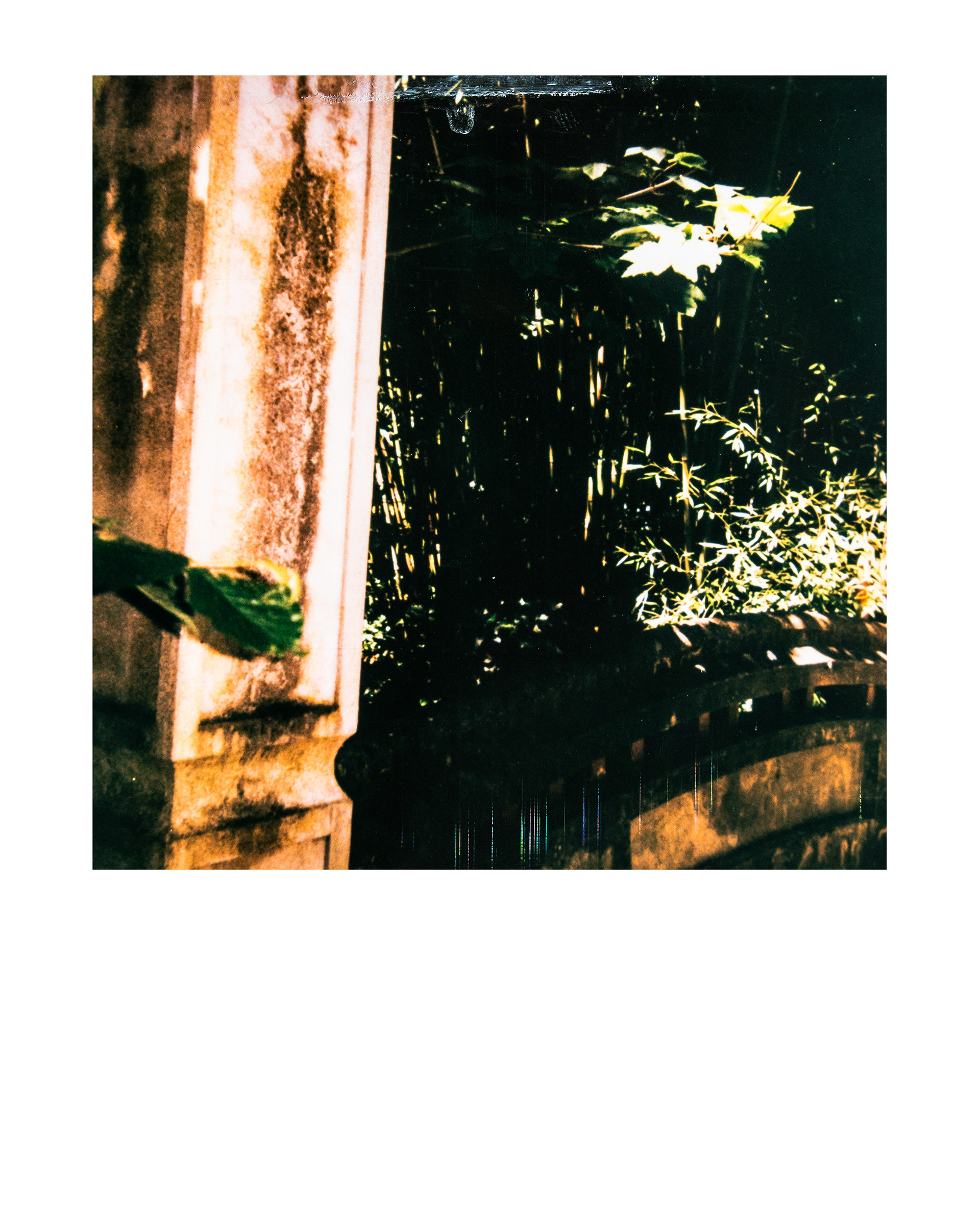 Série "Parcs", Jardin d'agronomie tropicale René Dumont, 2026 (Polaroid)