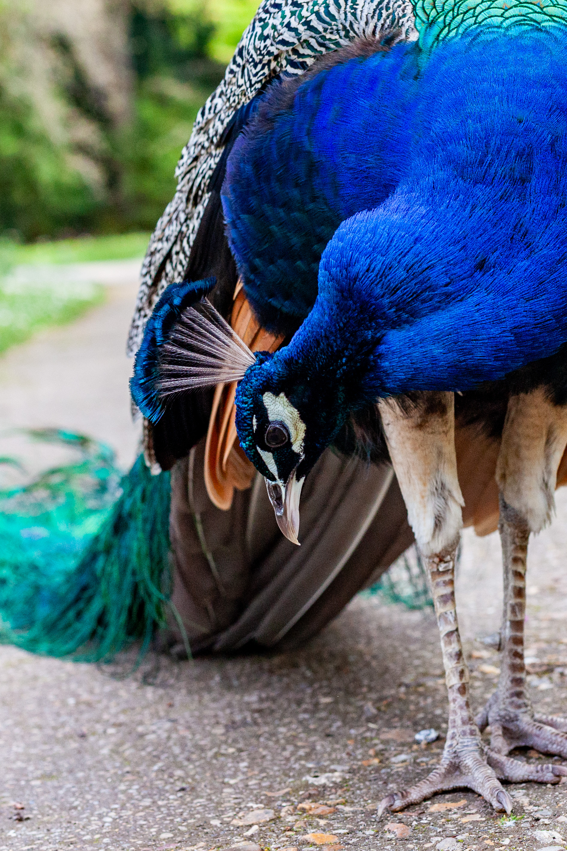 Paon bleu (Pavo Cristatus), 75016, Parc de Bagatelle, Paris, Ile-de-France, France, 2023 (Numérique)