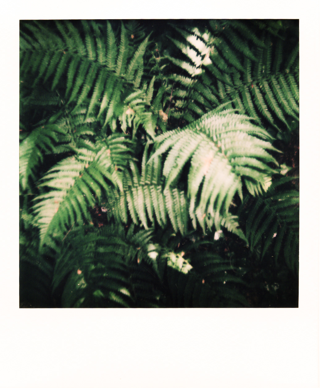 Série "Persistance", Musée départemental Albert-Kahn, 2026 (Polaroid)