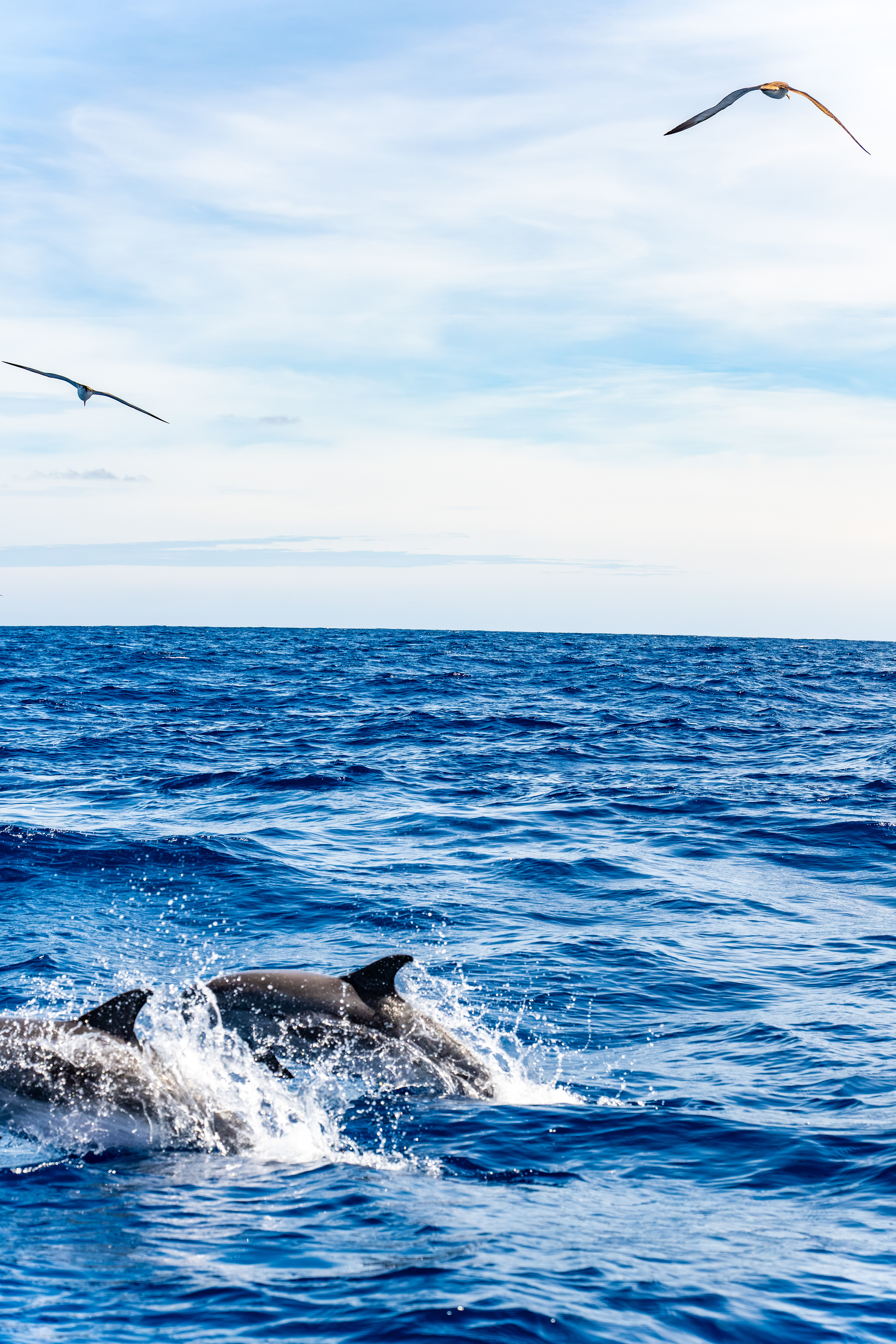 Pico, Azores, Portugal, 2025