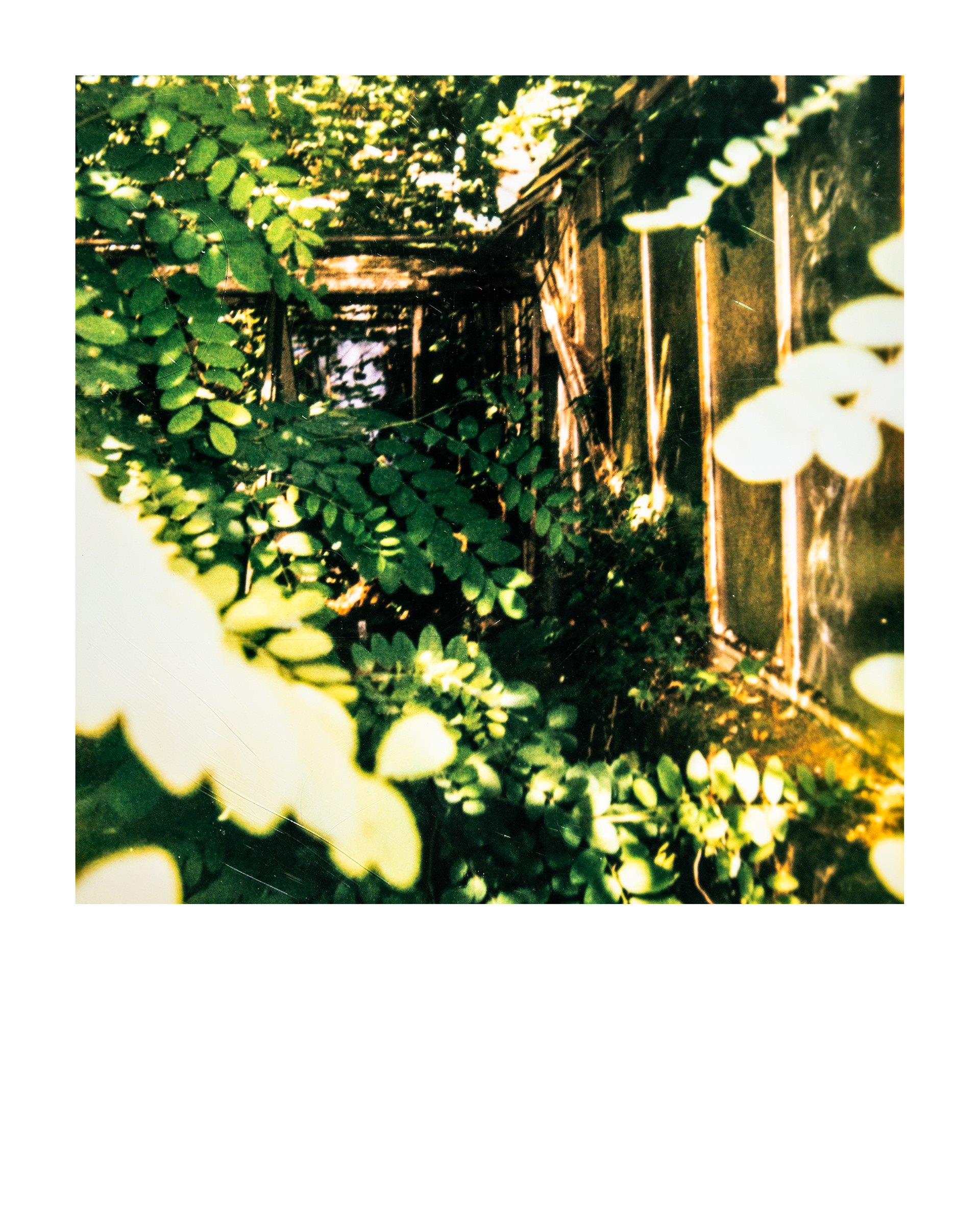 Série "Serres froides", 2026 (Polaroid)
